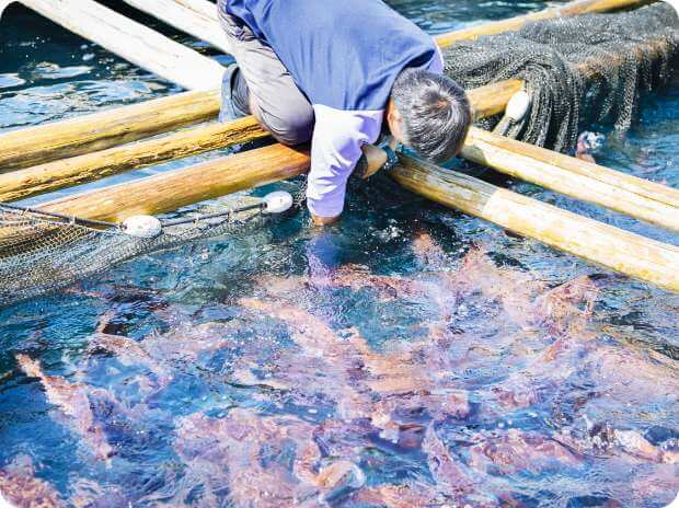 串本の美しい自然と魚に対する感謝の気持ちを忘れず、事業を通じて地元地域に貢献していく。
