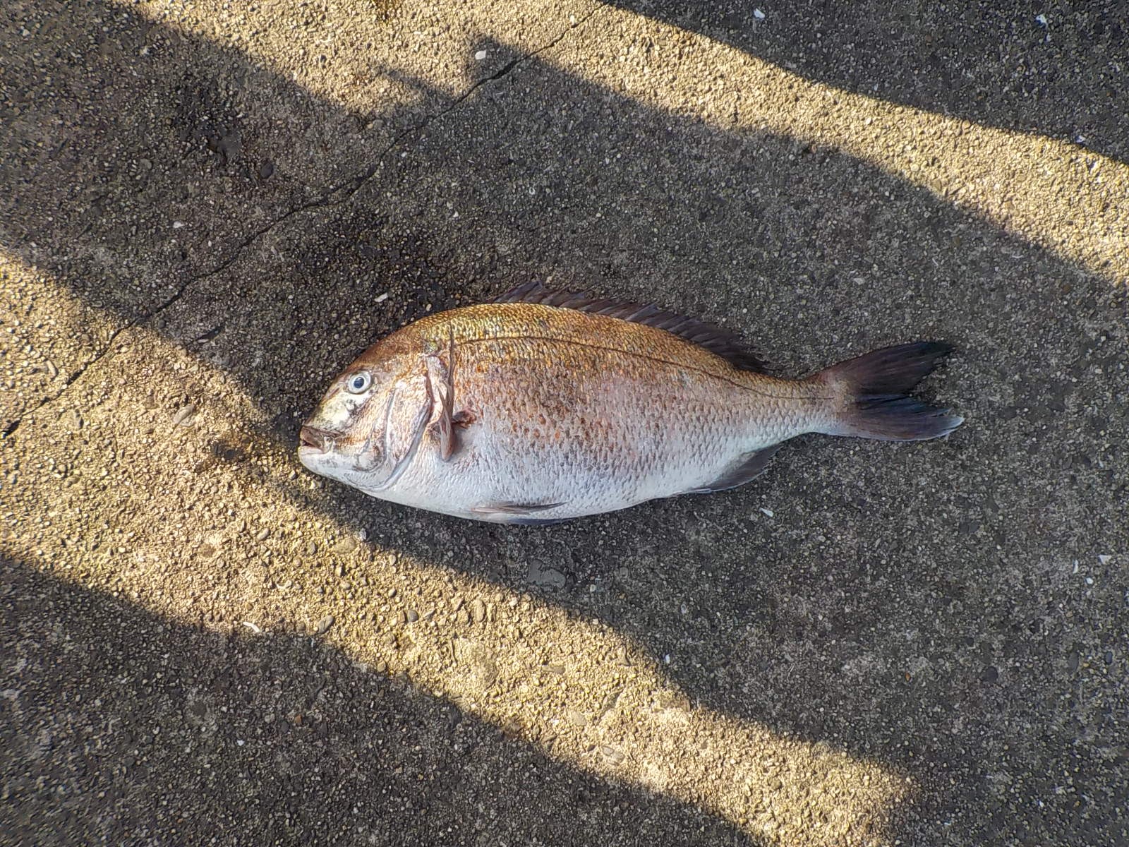 大阪の橘様　マダイ60センチ