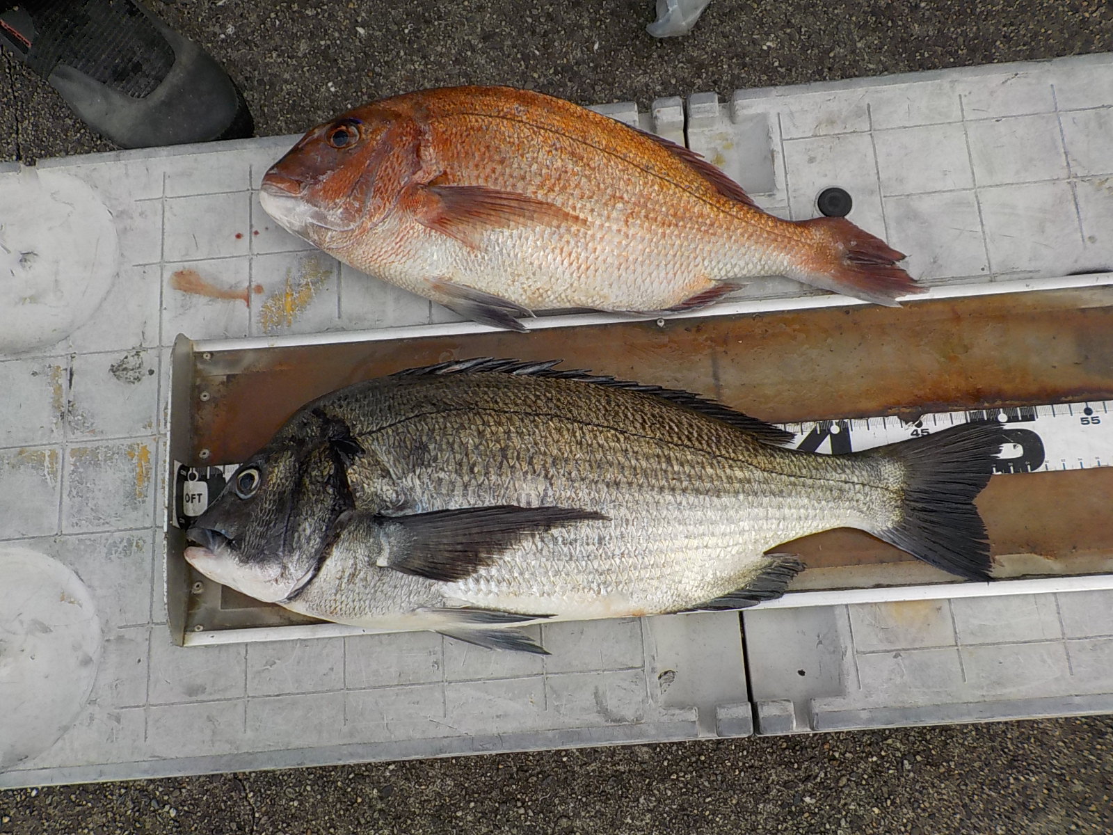 恵土様　チヌ50センチ　マダイ40センチ