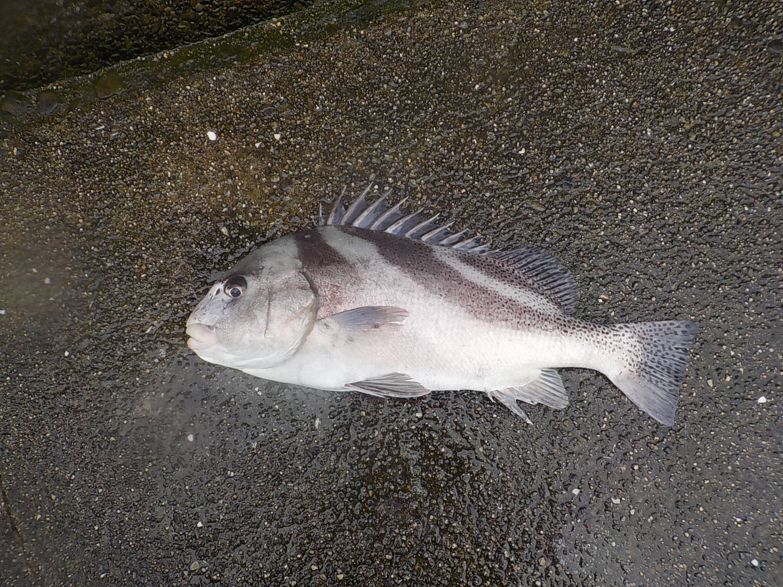 大野様　コショウダイ　６５センチ