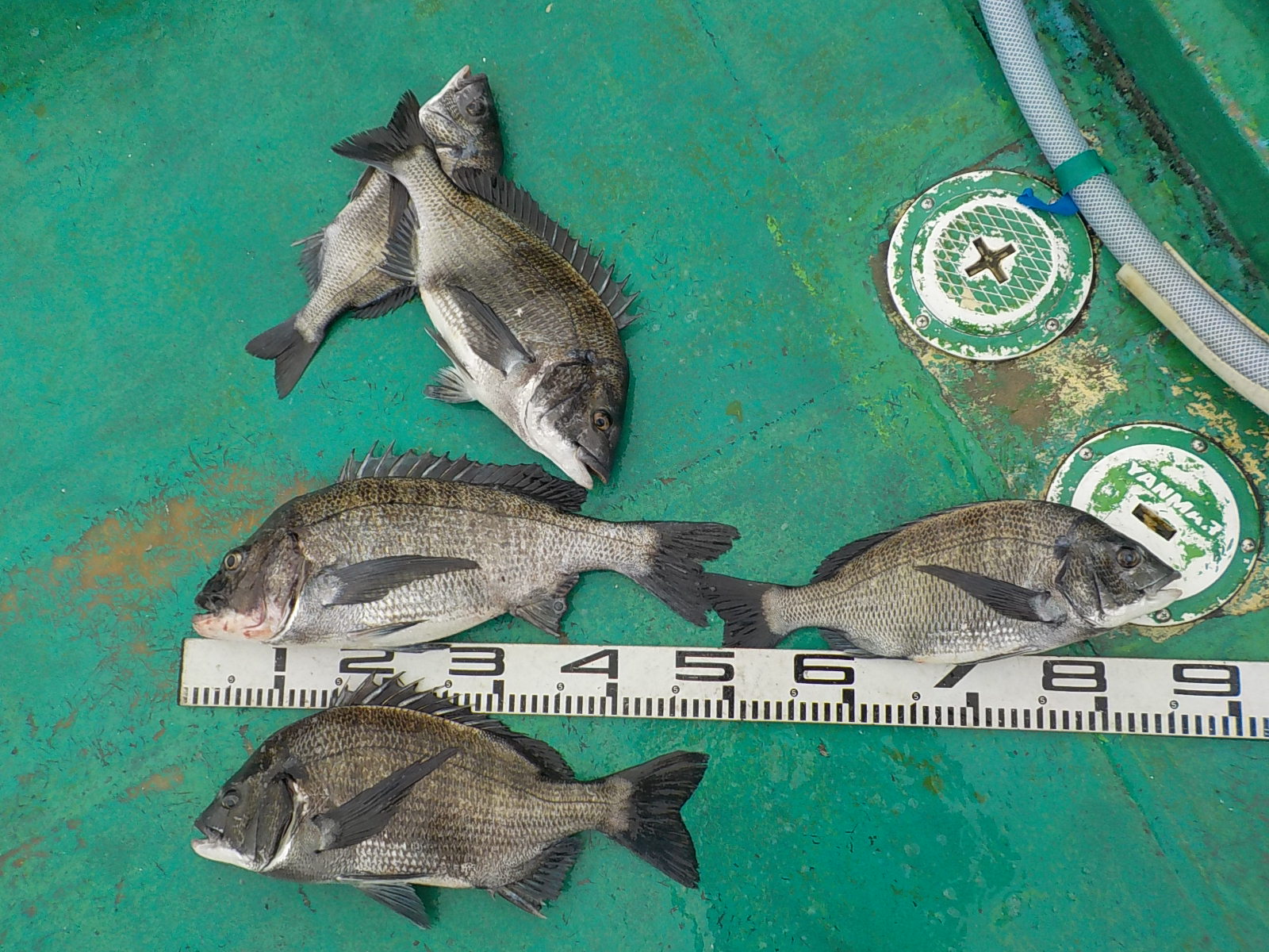 【年無し】ルイス様 チヌ35~50センチ5尾