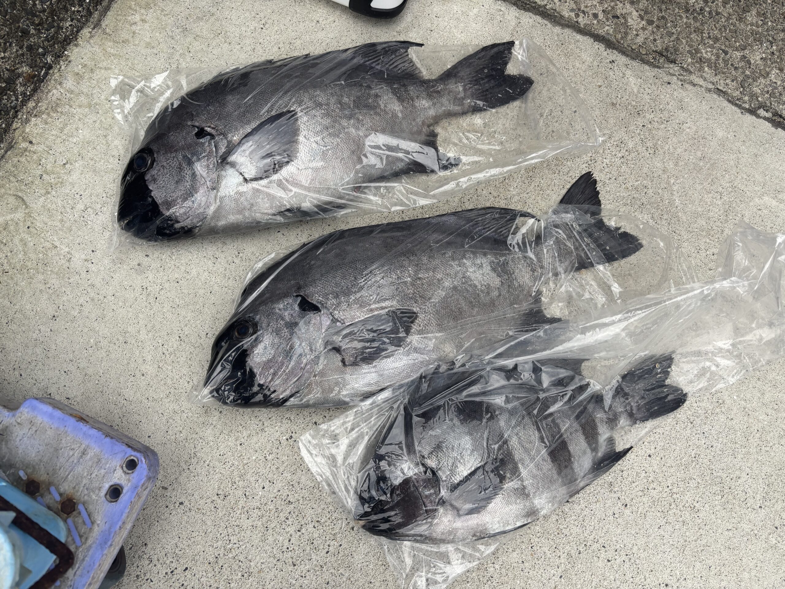 最新釣果です。