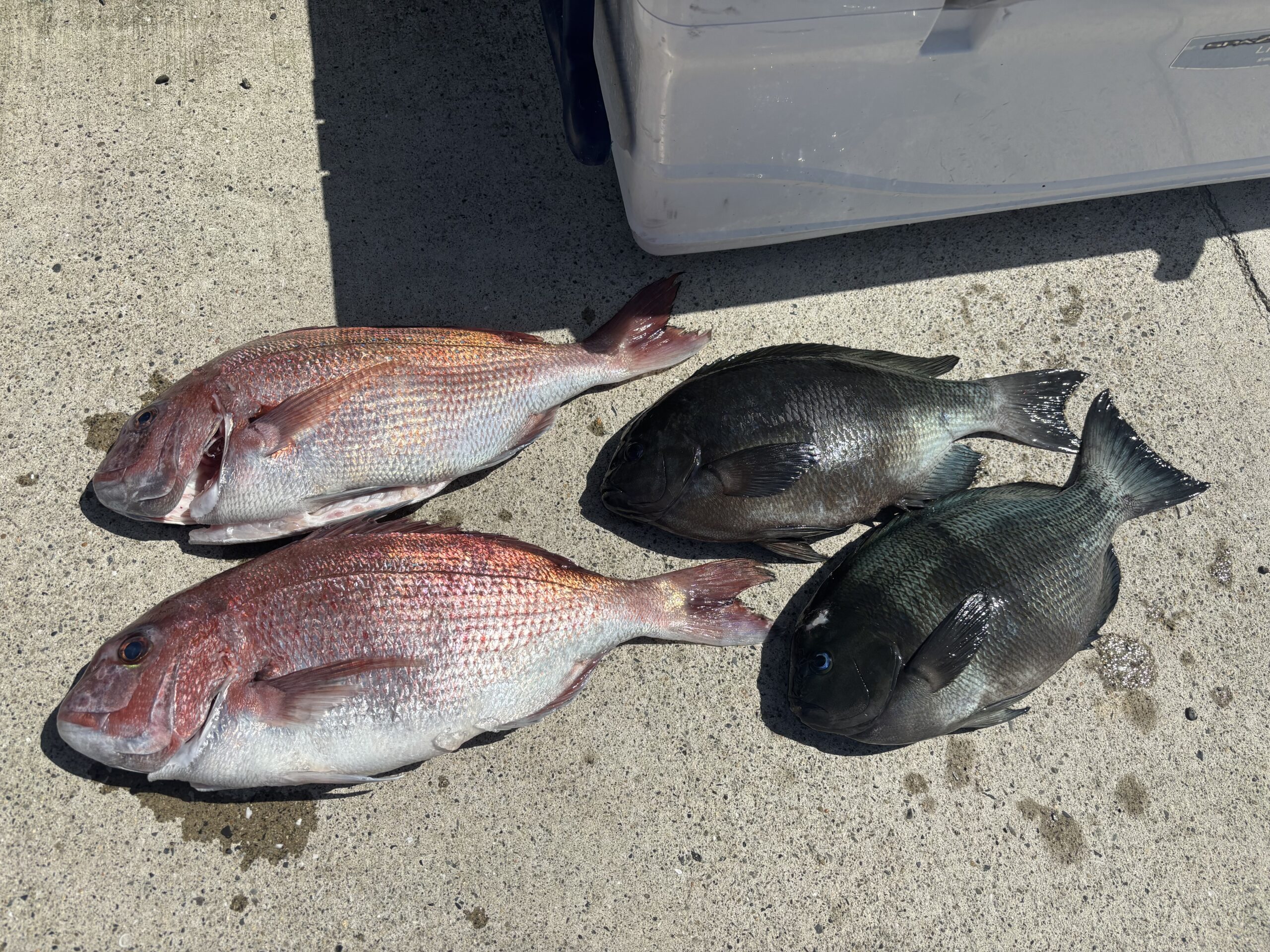 最新釣果です。