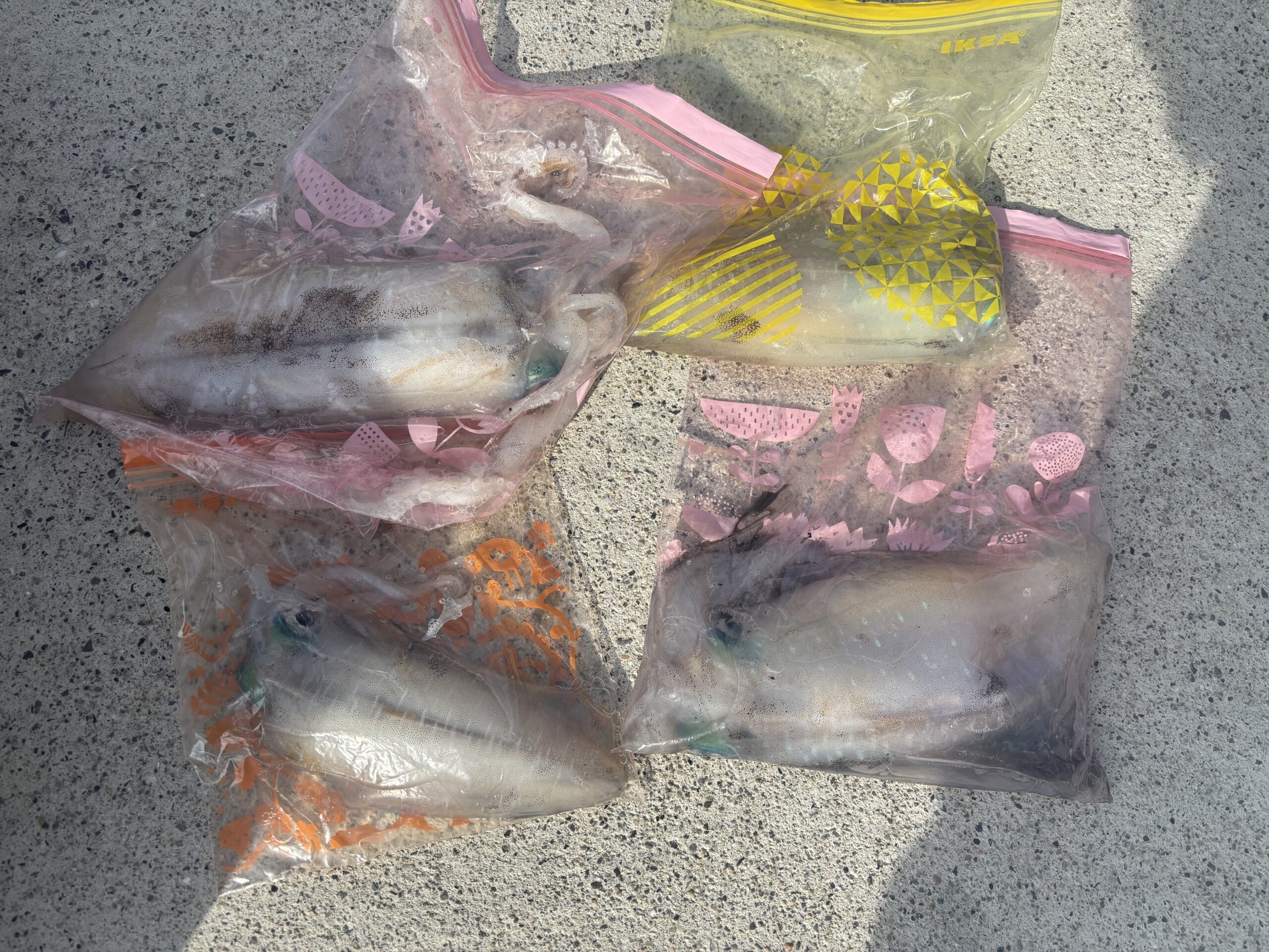 最新釣果です