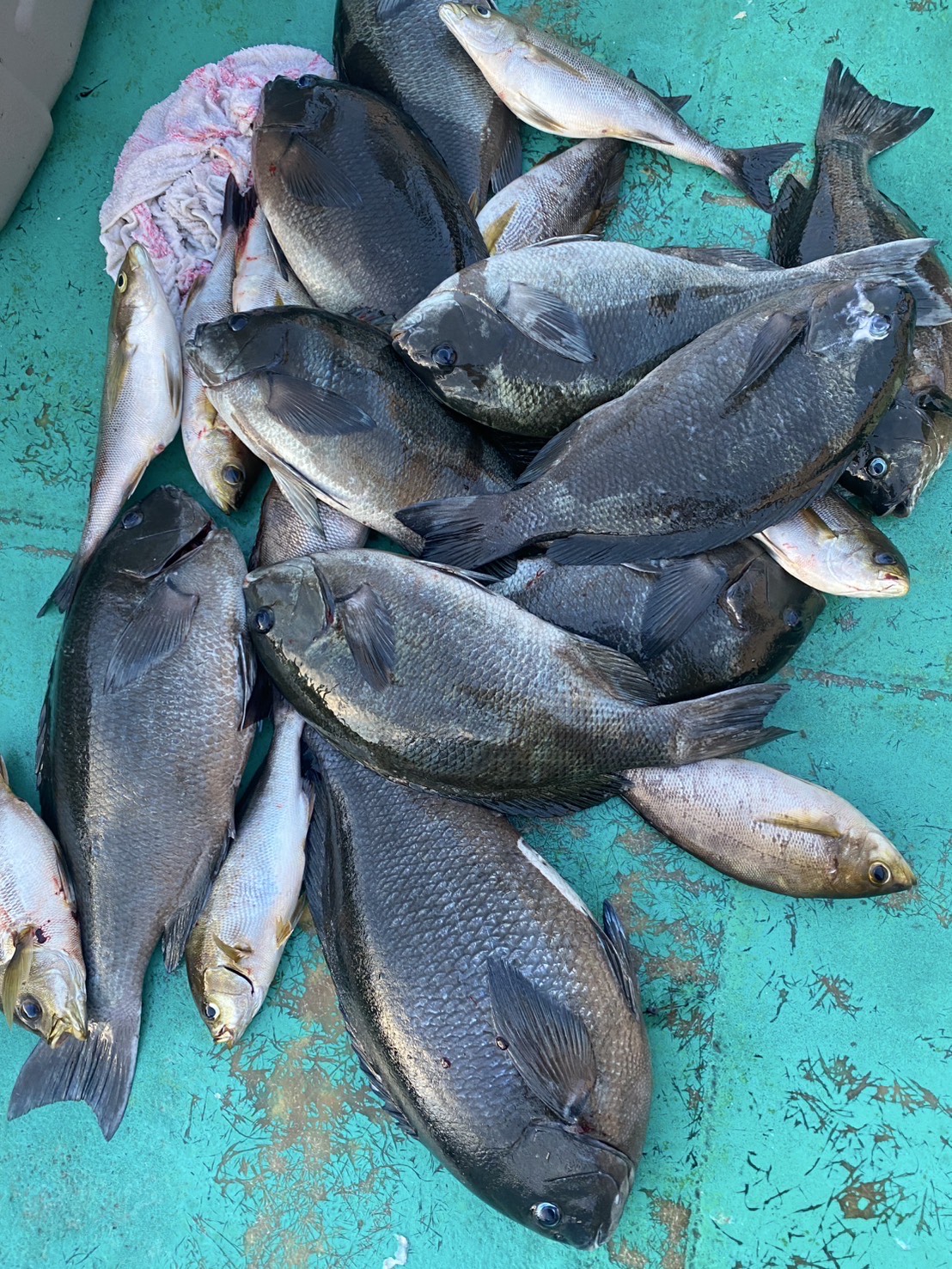 グレとヒラメ、大型マダイがよく釣れております!