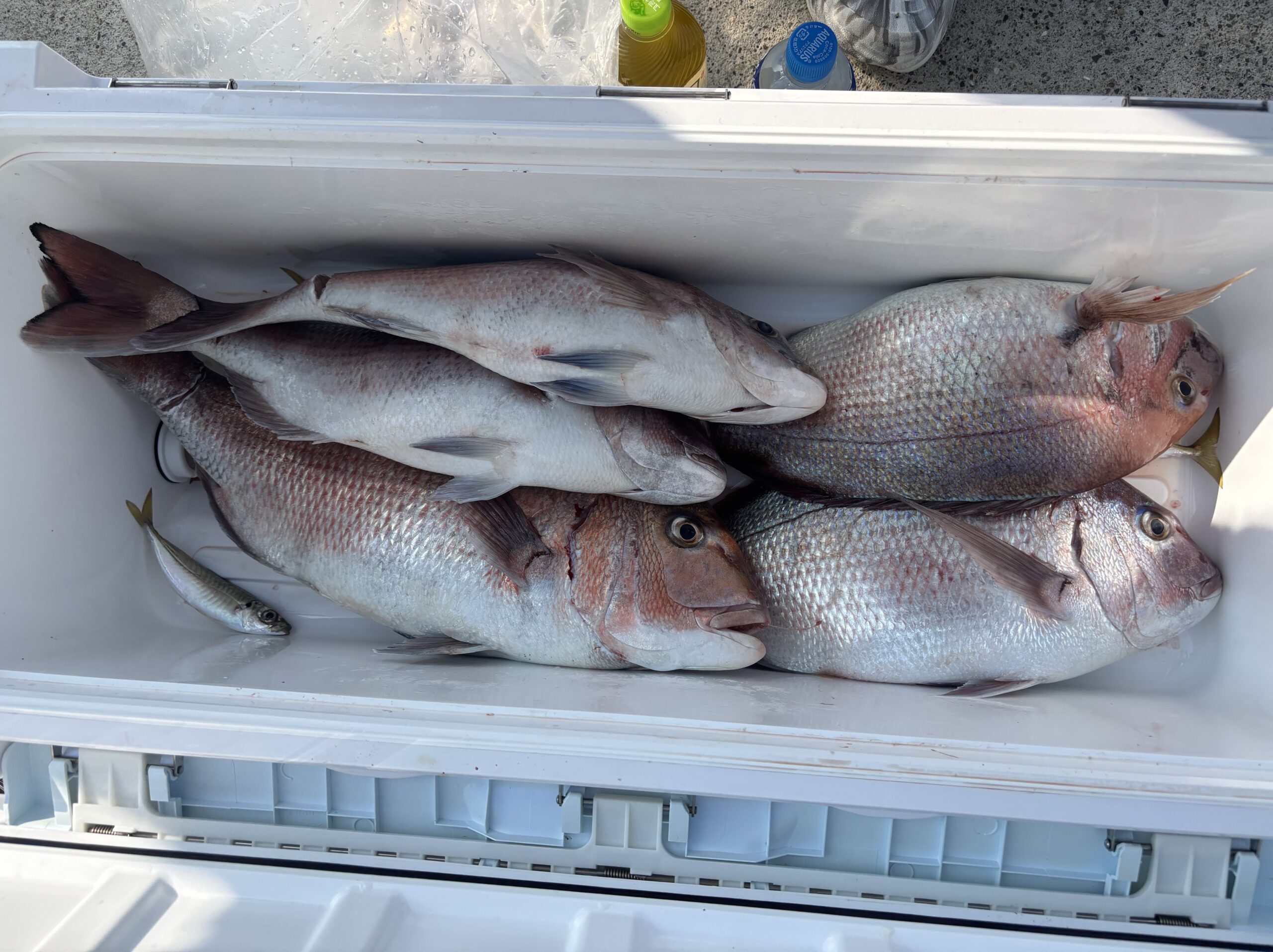 最新釣果です。マダイイサキよく釣れております。