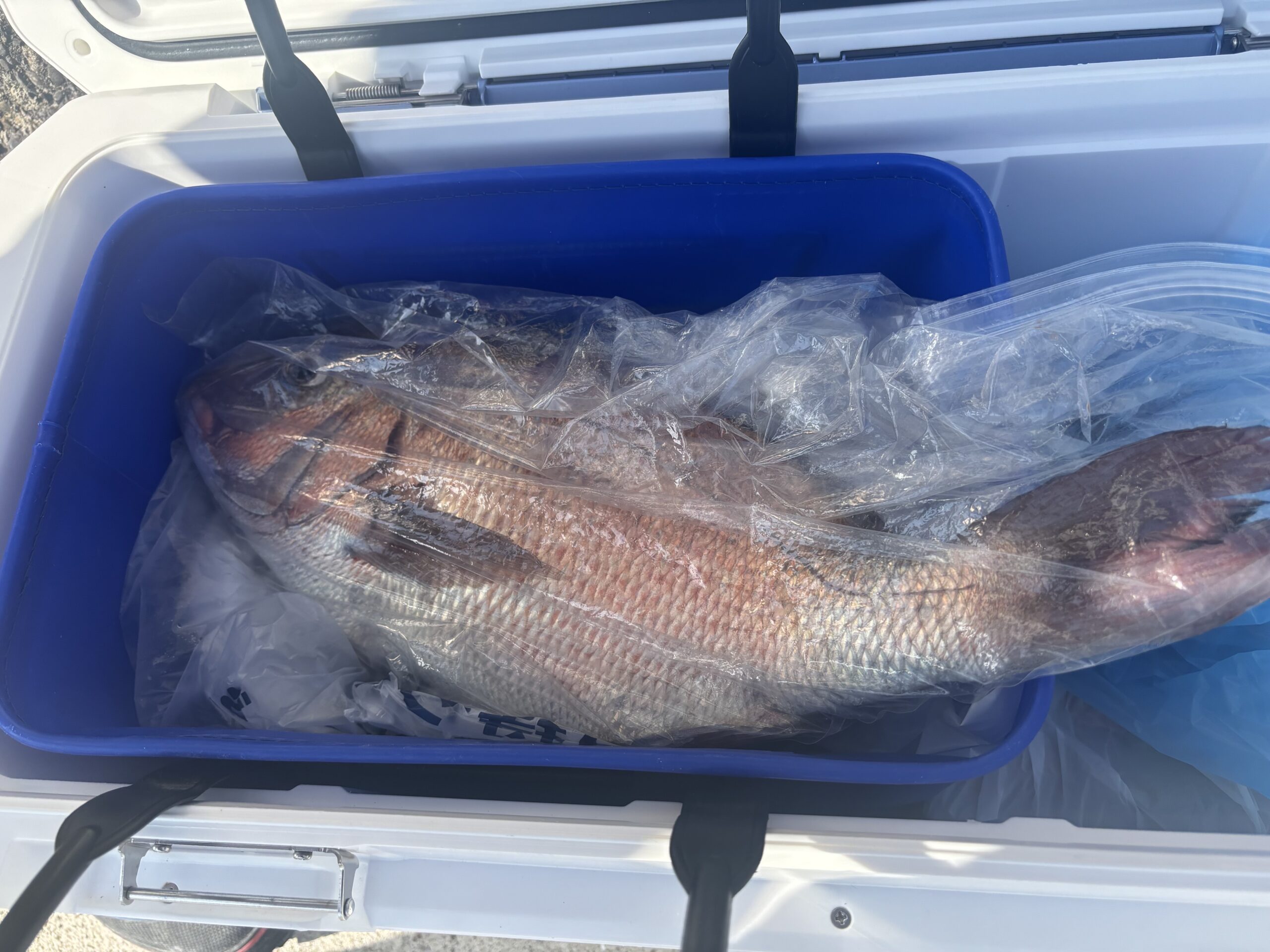 最新釣果です