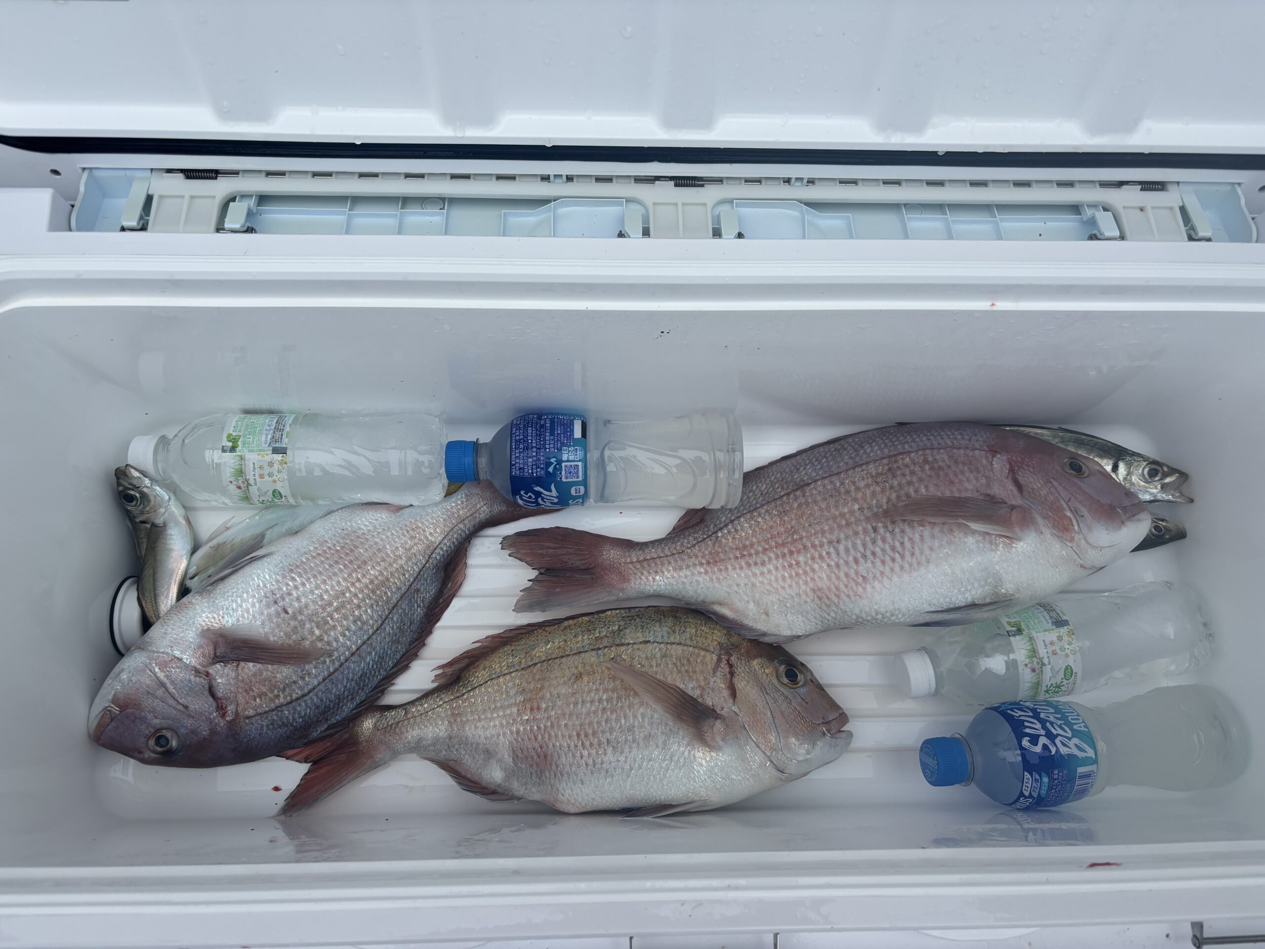 最新釣果です。　