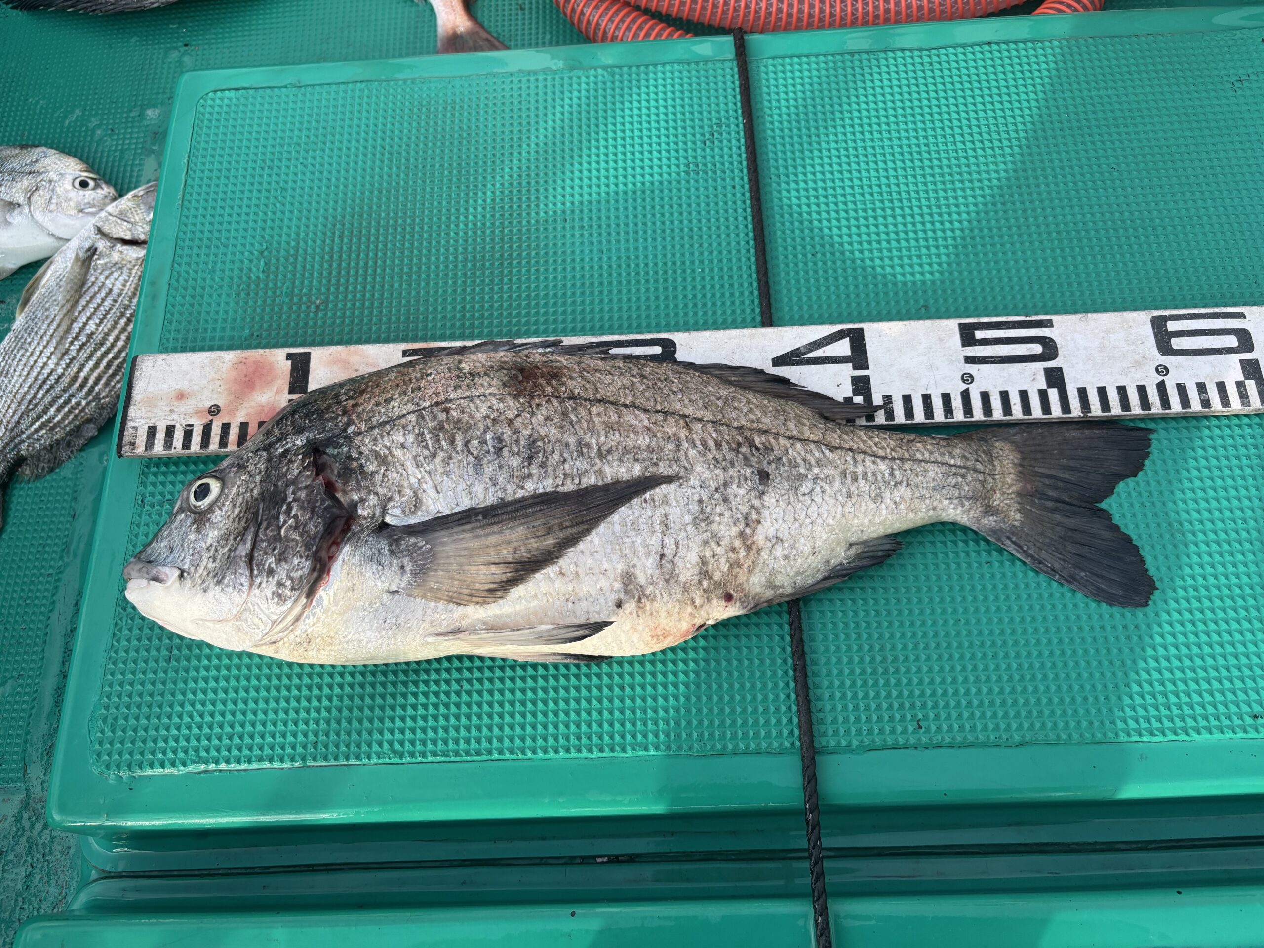 【ランクイン】【年無し】飯村様　チヌ54.5センチ