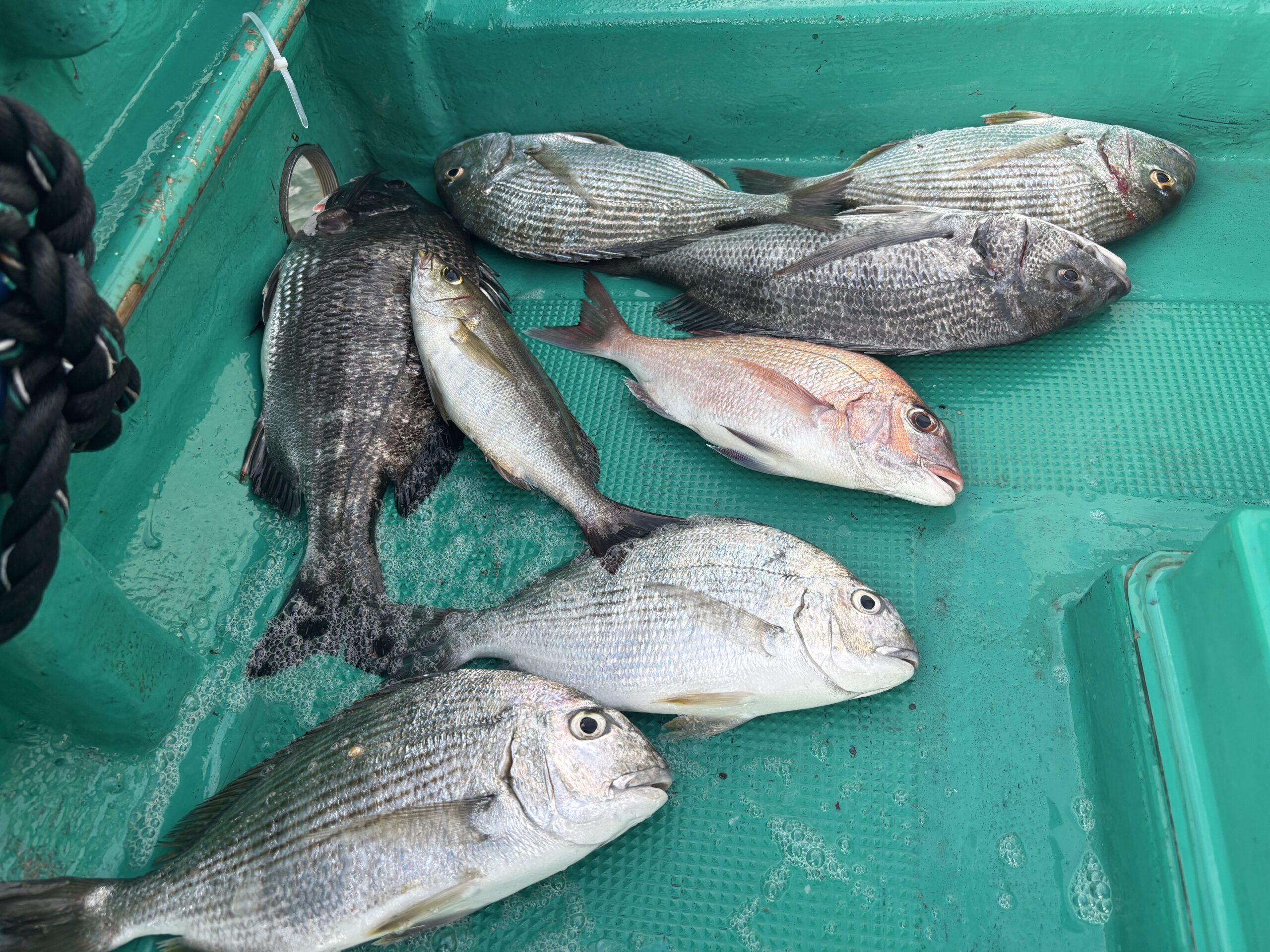 最新釣果です。