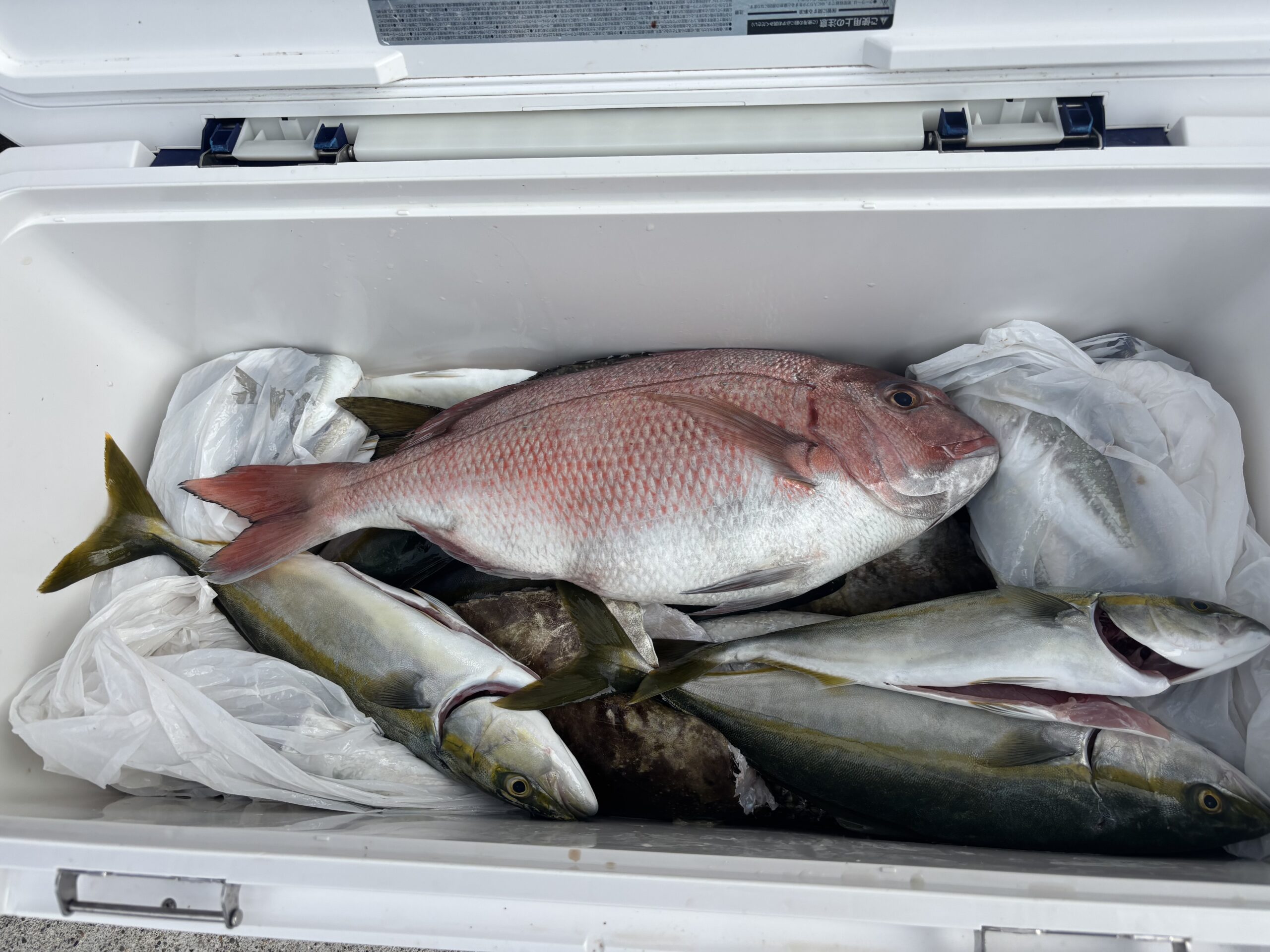 最新釣果です！