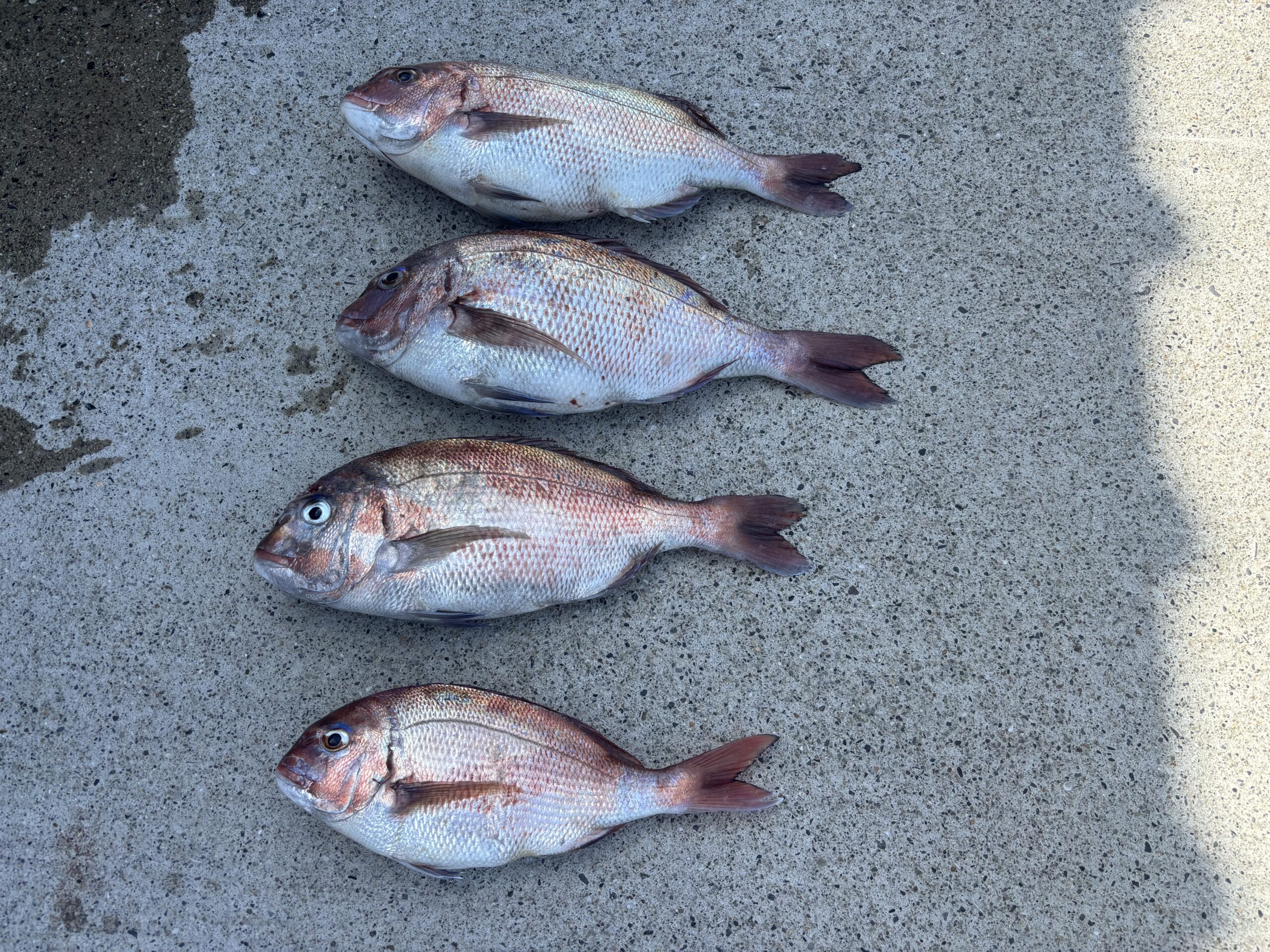 最新釣果です。中アジ多数！