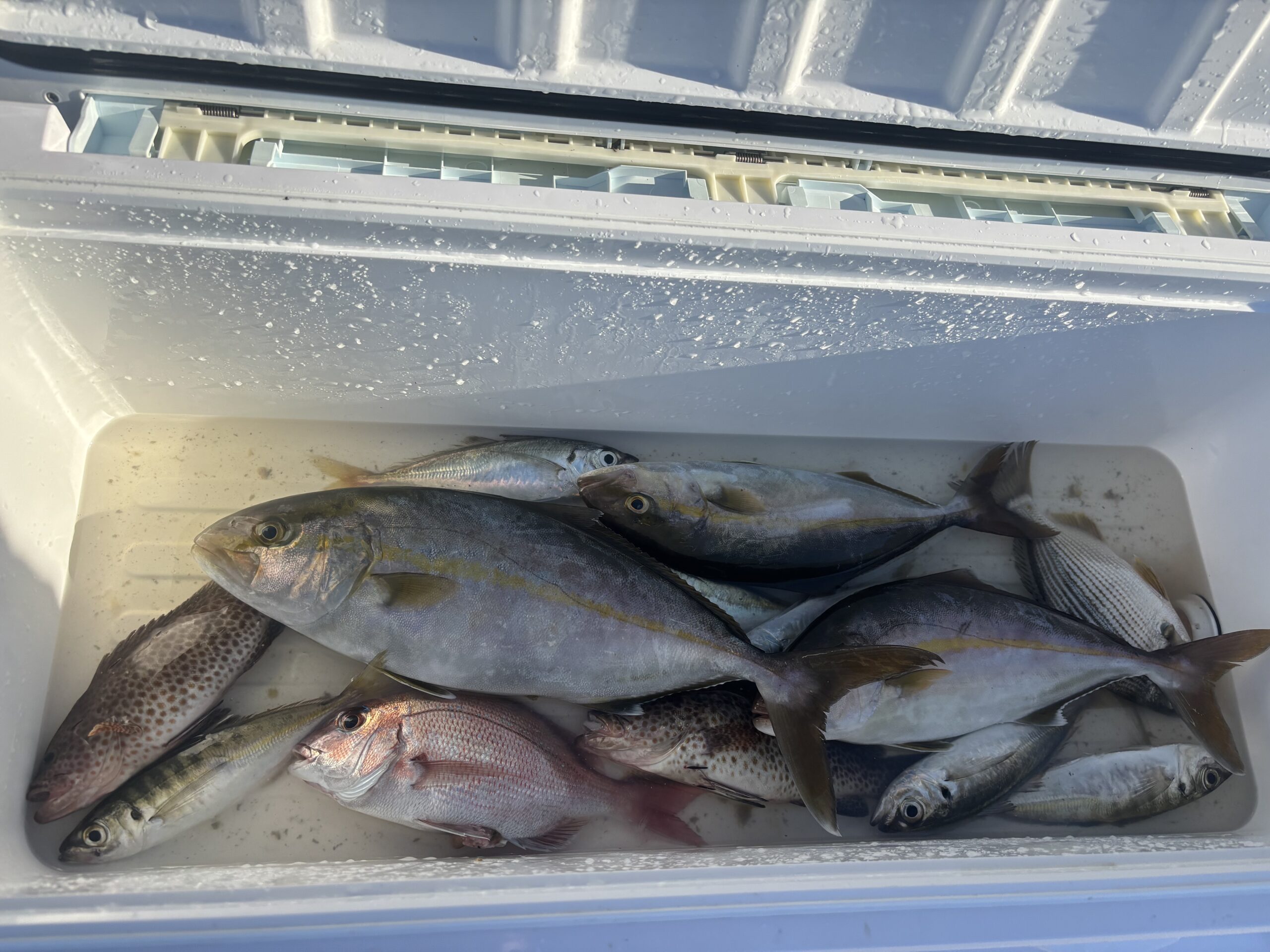 最新釣果です。