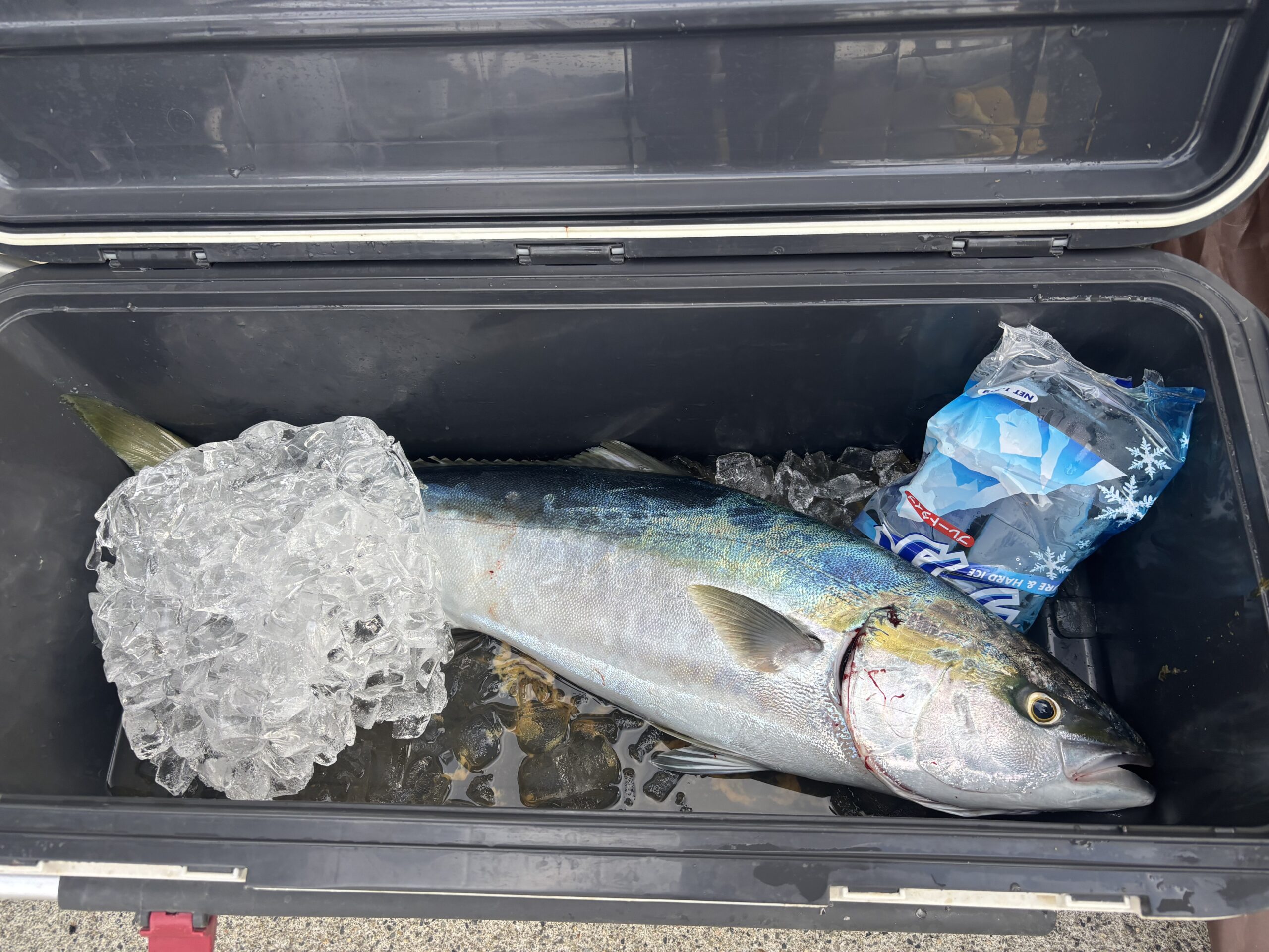 11/2釣果です！ブリは15時に来ました！