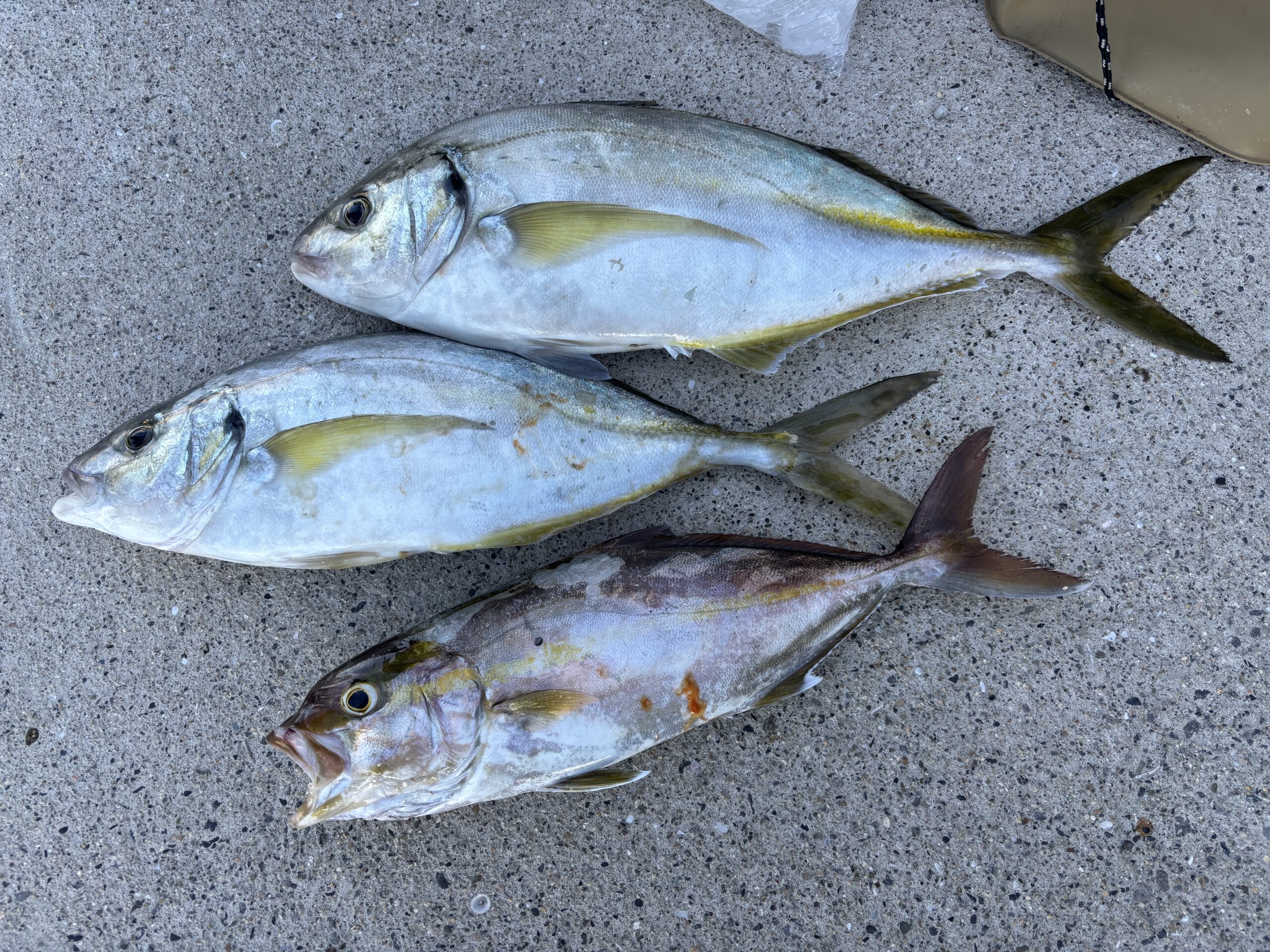 平川様　シマアジ40～50センチ2尾　シオ