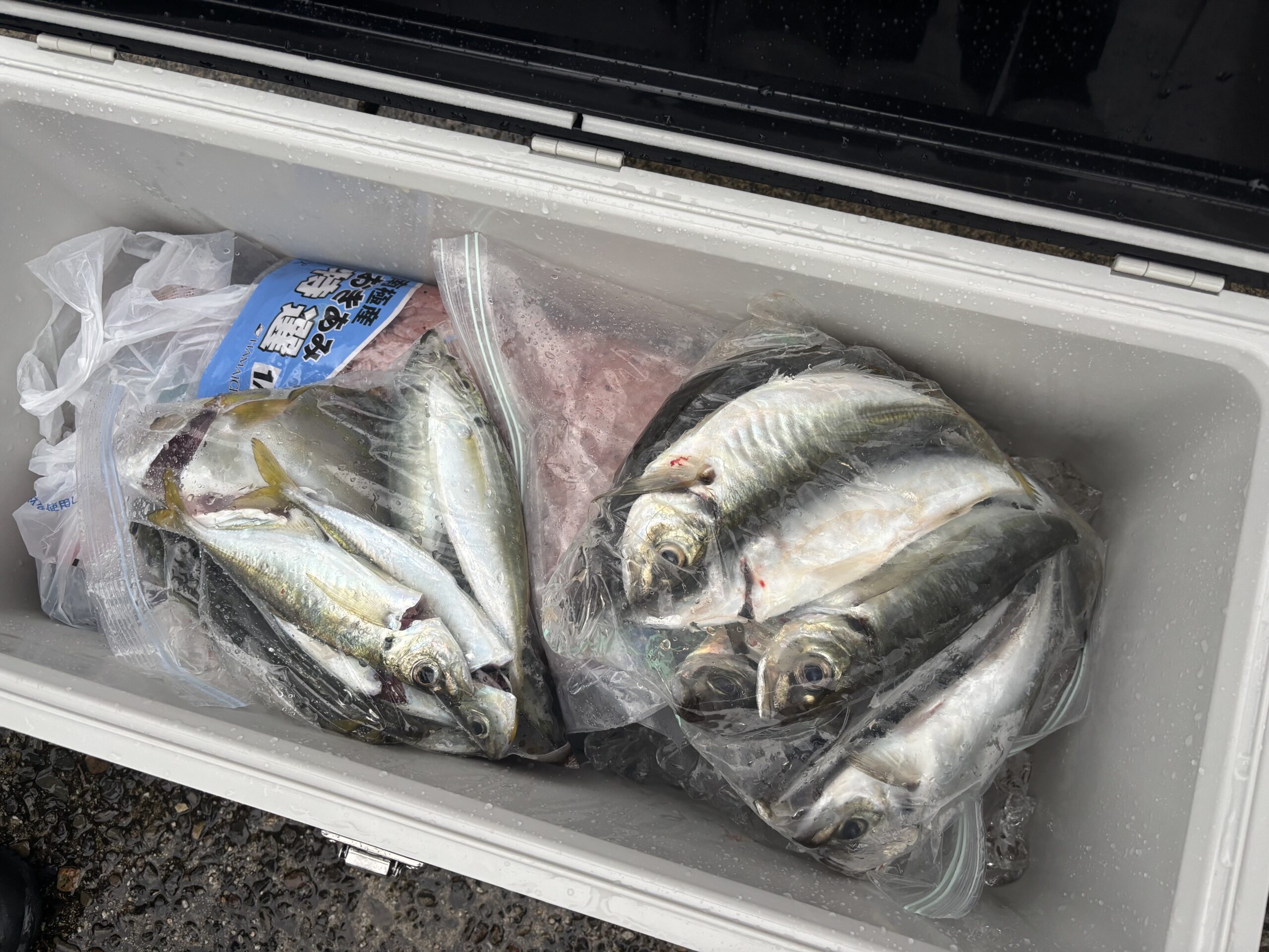 岡様　中アジ多数