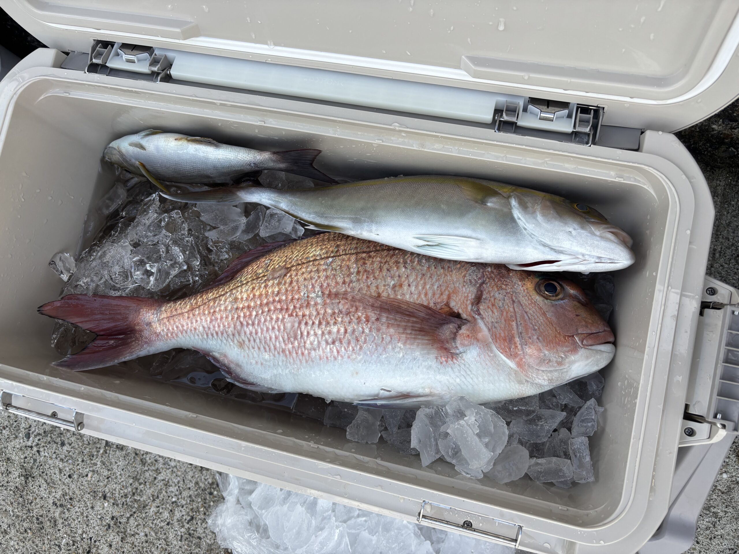 高田様　マダイ　シオ