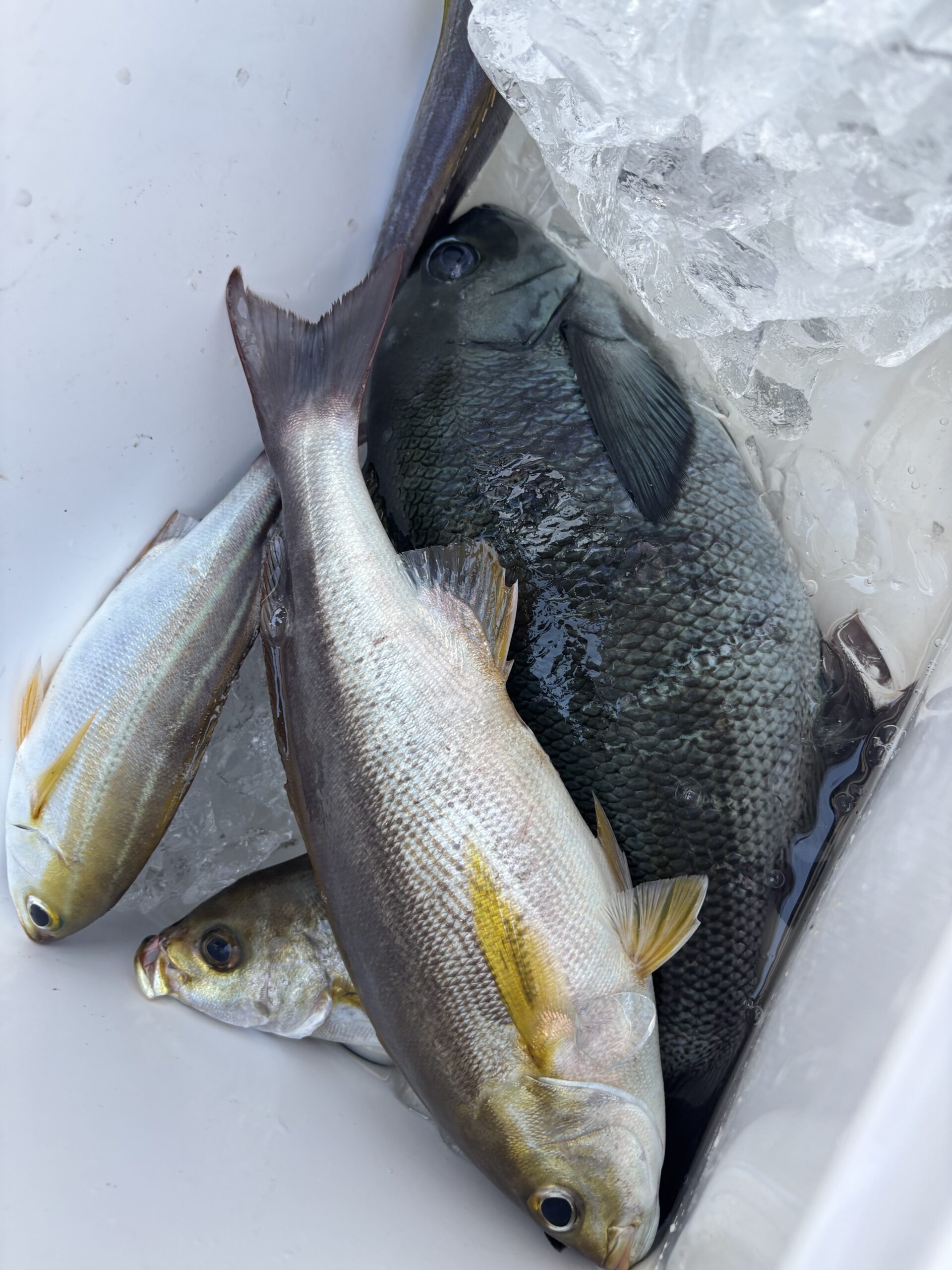 新居様　グレ　イサキ