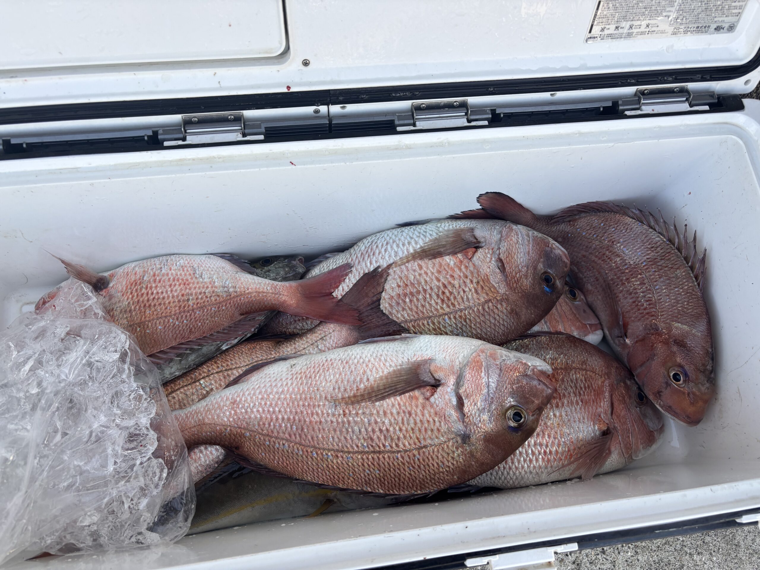 坂口様 マダイ爆釣