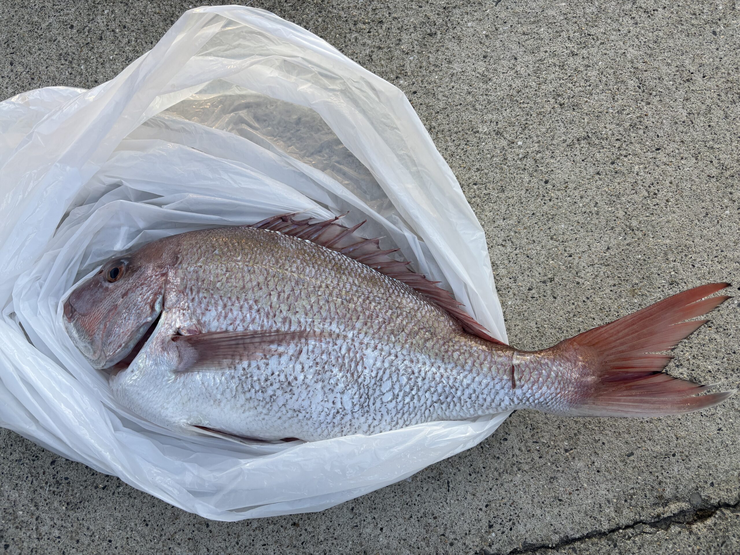 澤井様　マダイ30～60センチ４尾