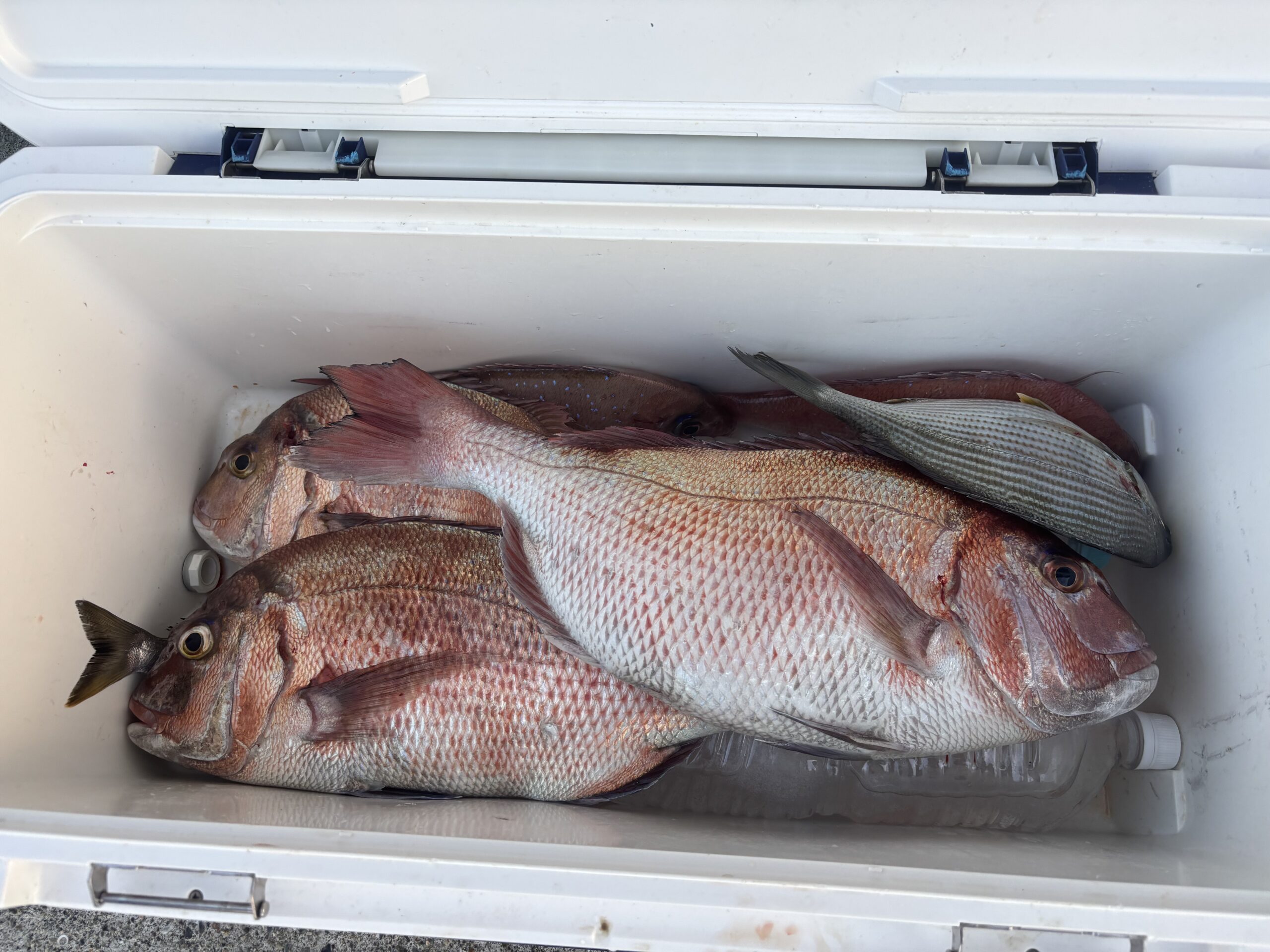 今日もマダイ釣れてます！