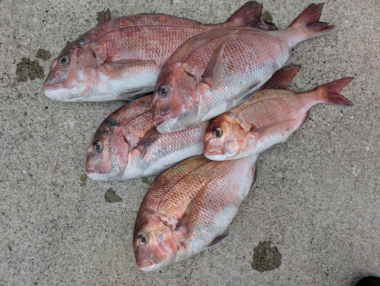 北野様　マダイ35～55センチ5尾