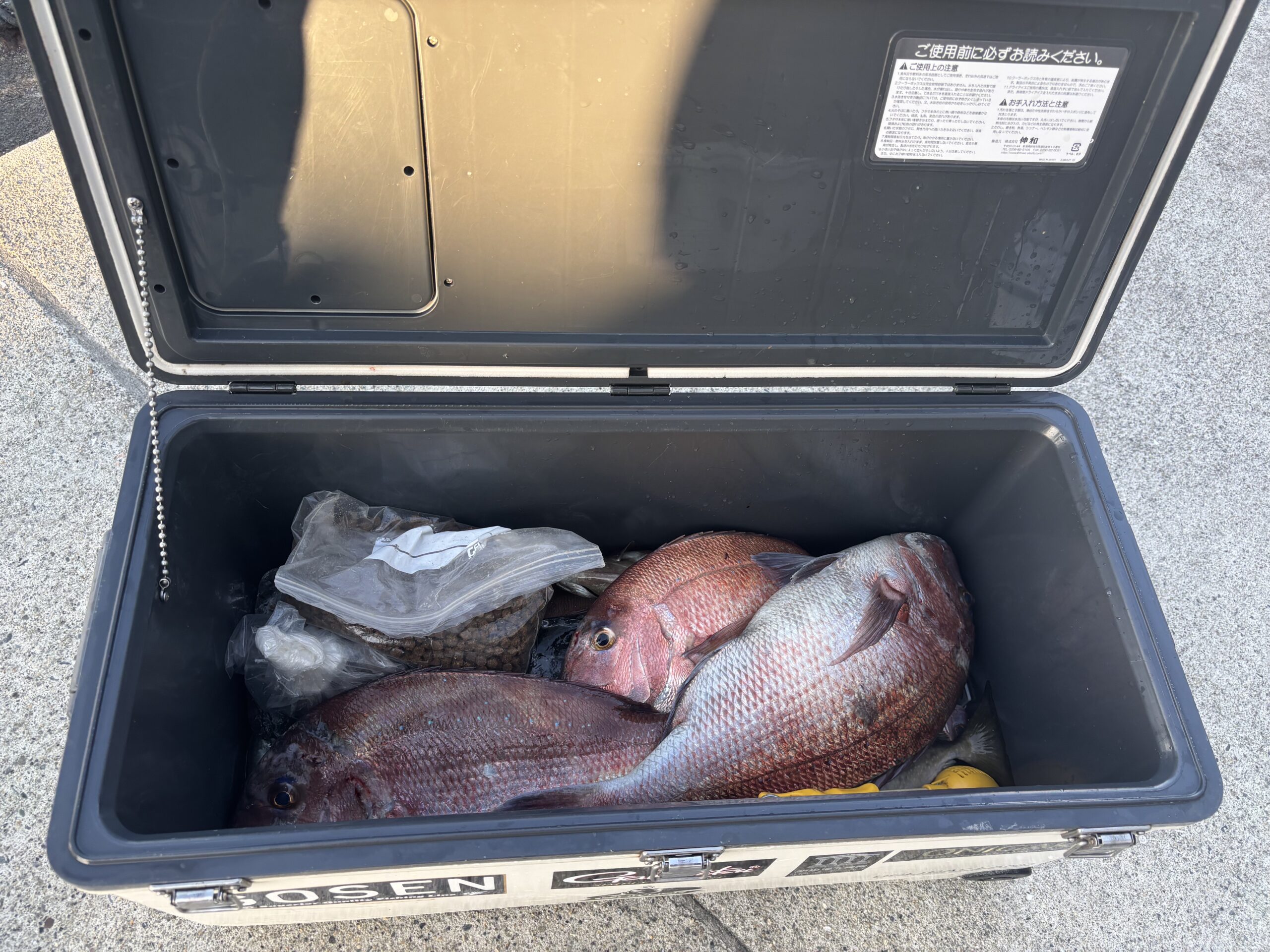 最新釣果です。