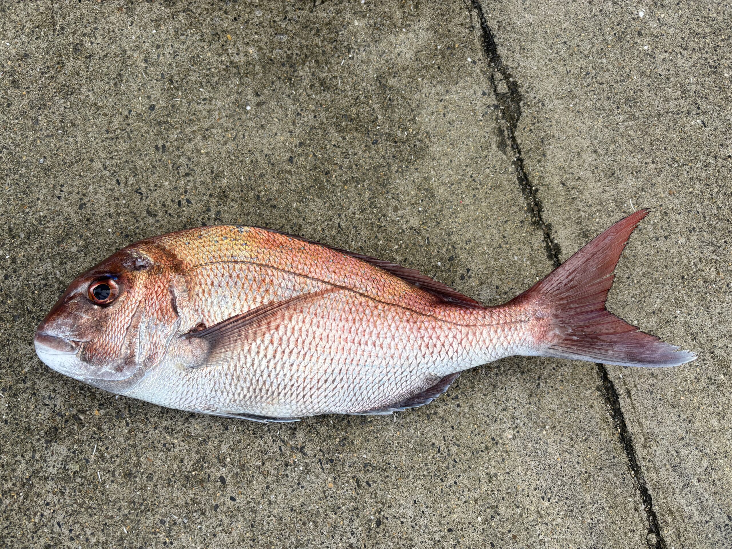 西峯様　マダイ　55センチ