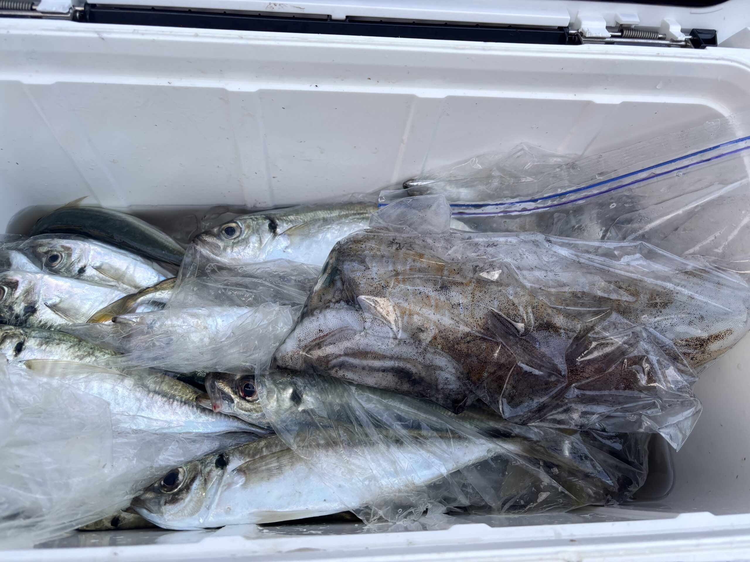 賀内様　中アジ多数　アオリイカ