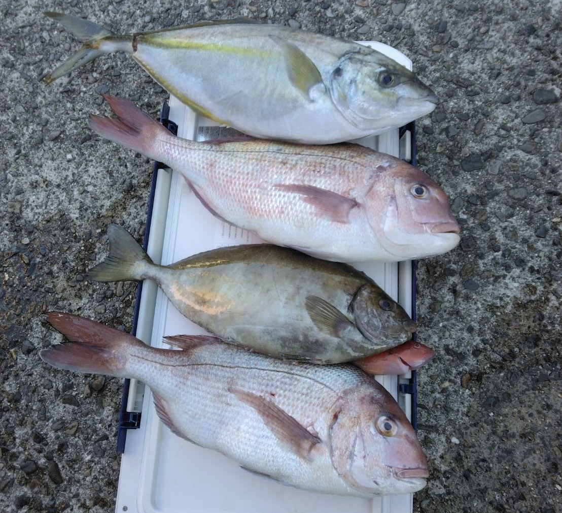 竹村様　シマアジ　マダイ　アイゴ等