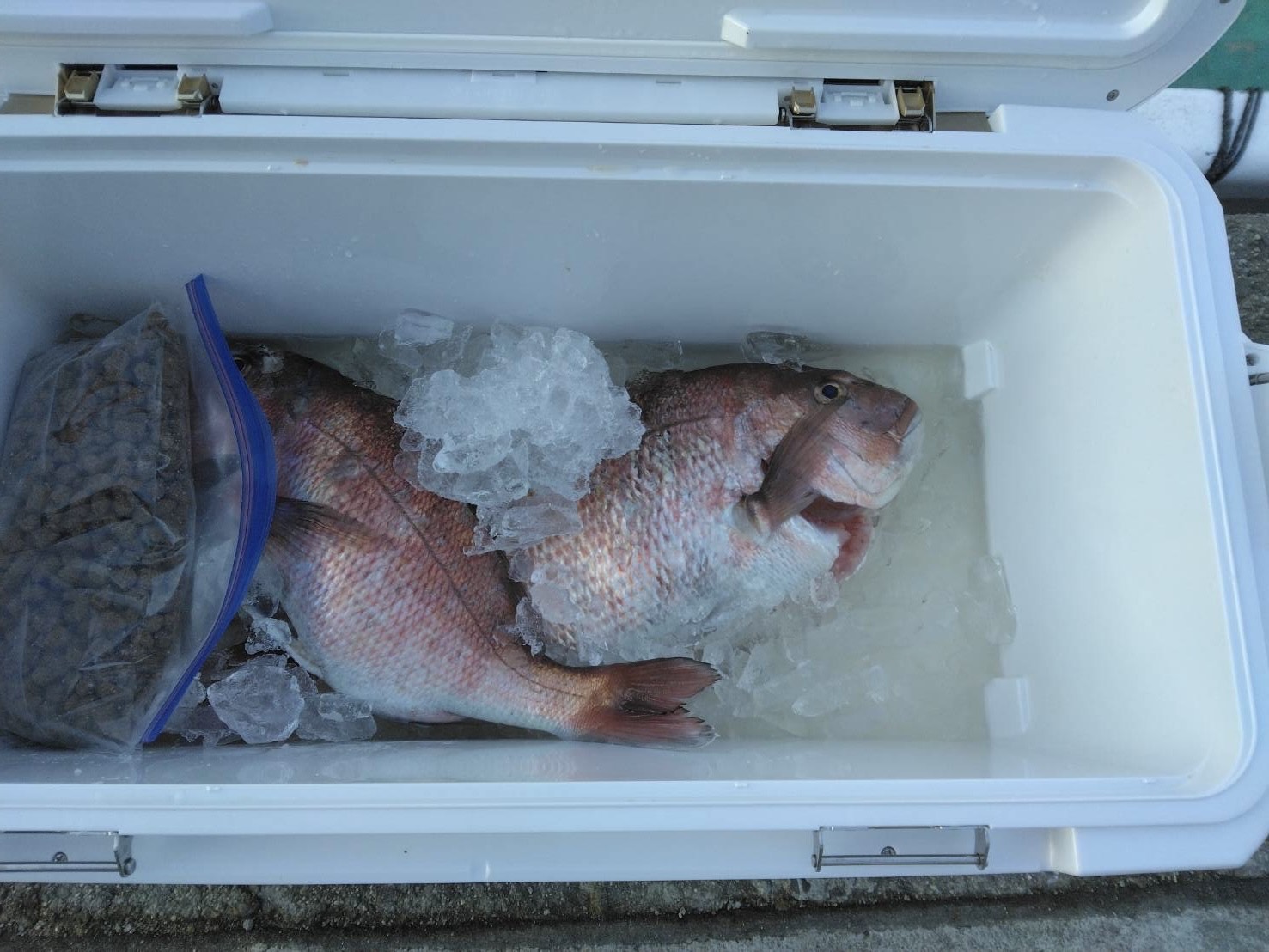 桐山様　マダイ50センチ２尾