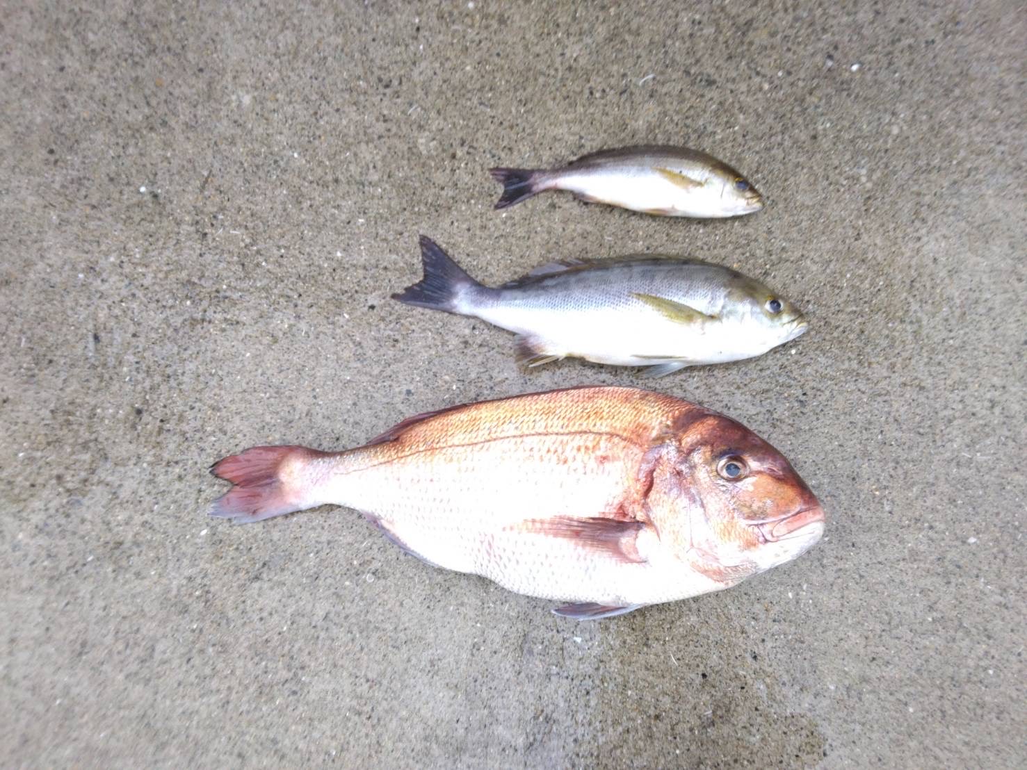 小森様　イサキ　マダイ