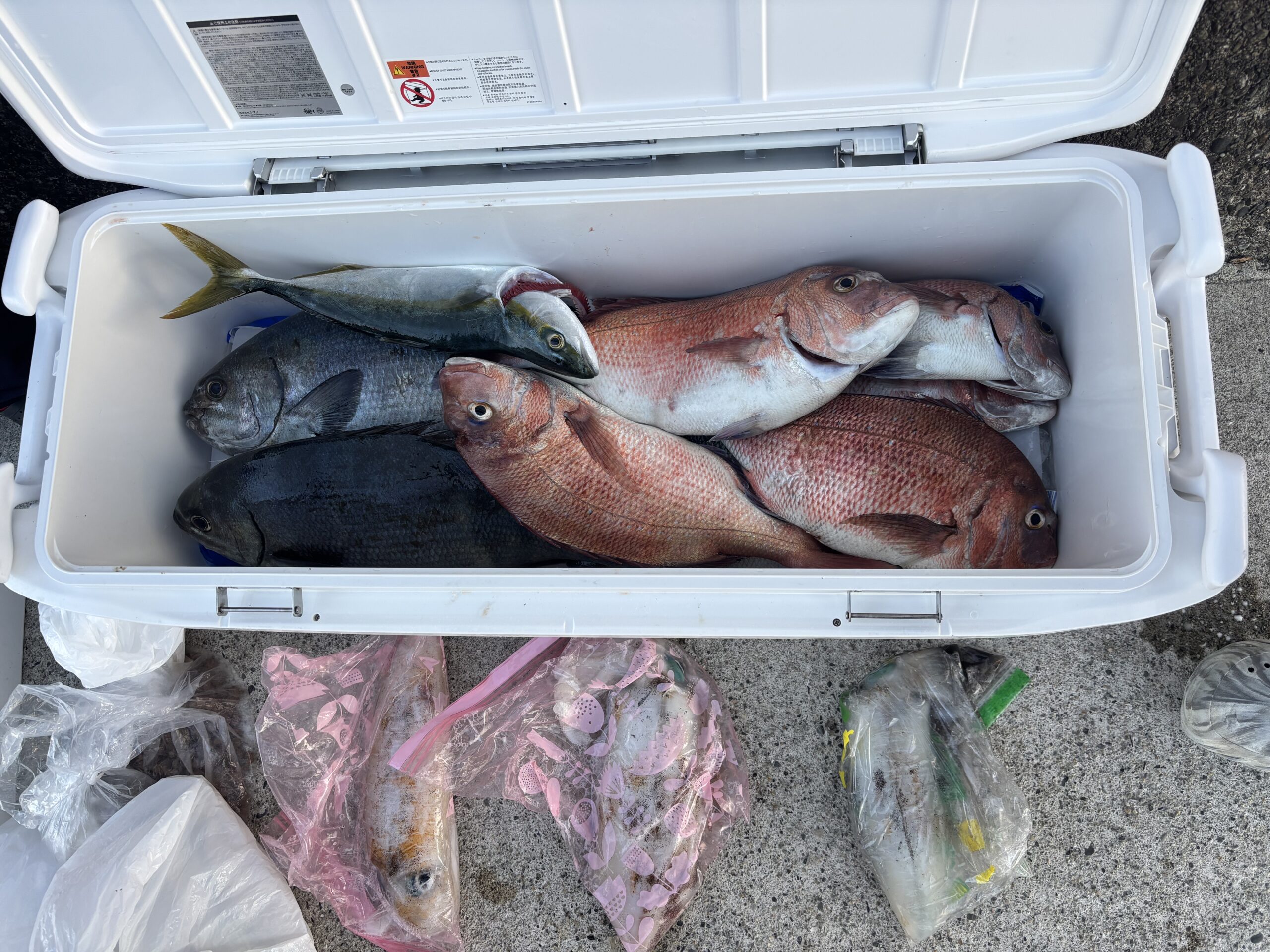 超パンチ様　マダイ　あおりいか