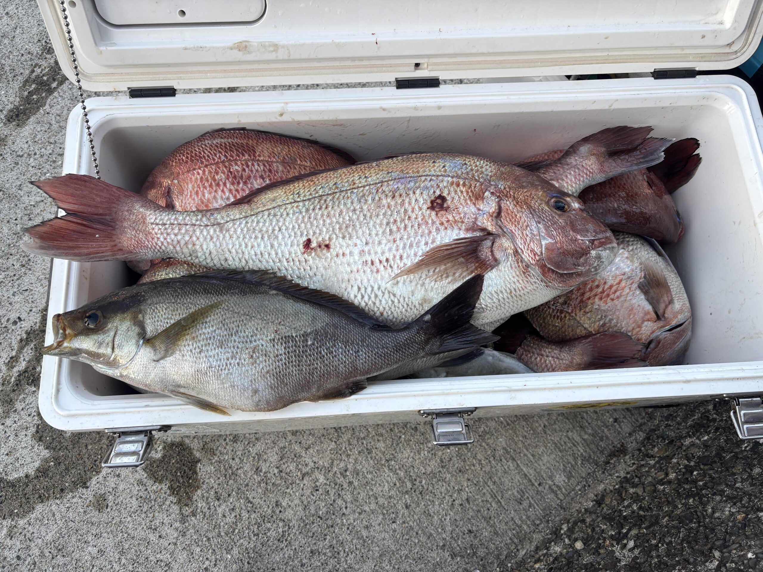 稲垣様 マダイ爆釣!ジャンボイサキ!