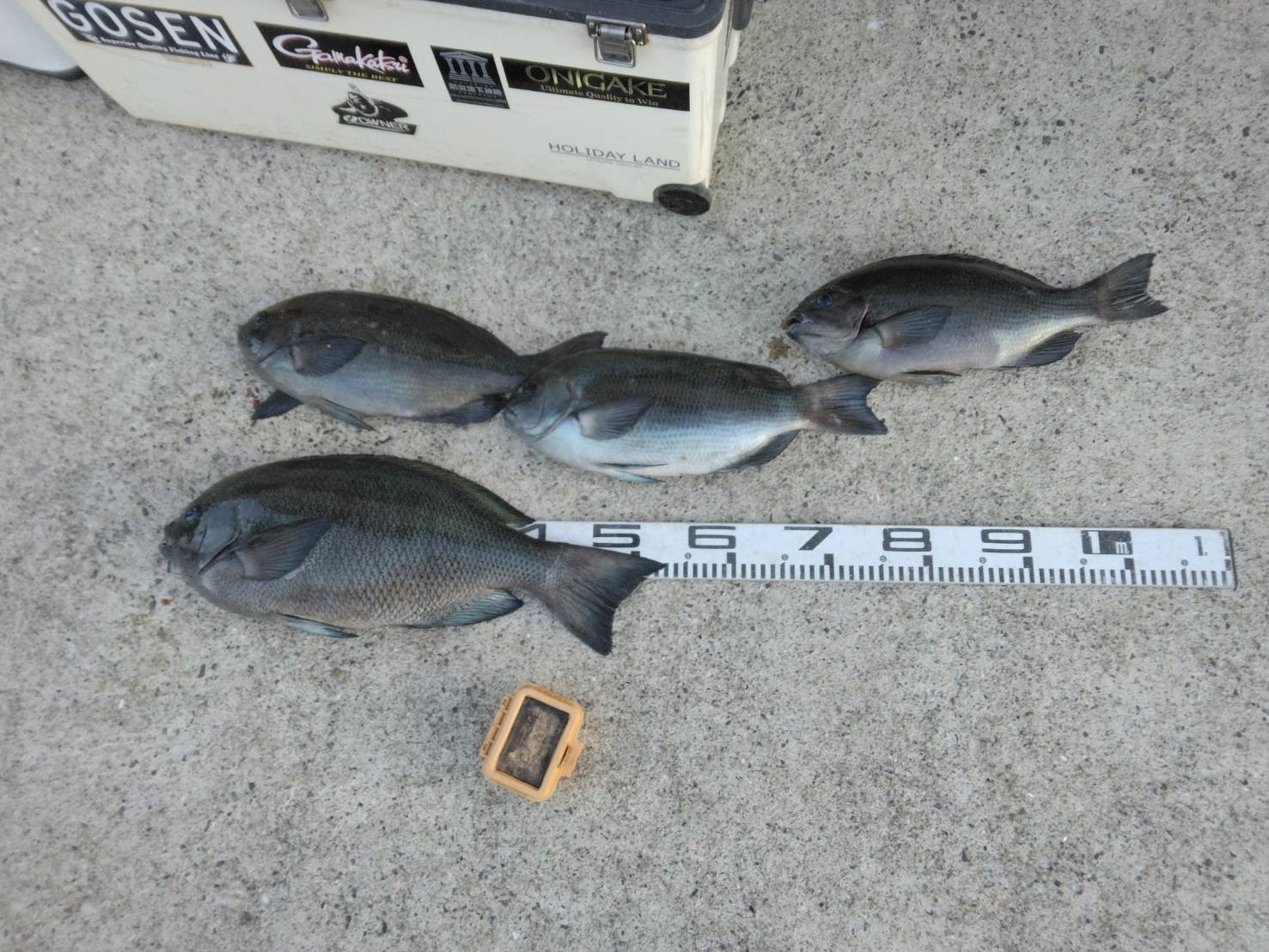 松本様 グレ53センチ!!