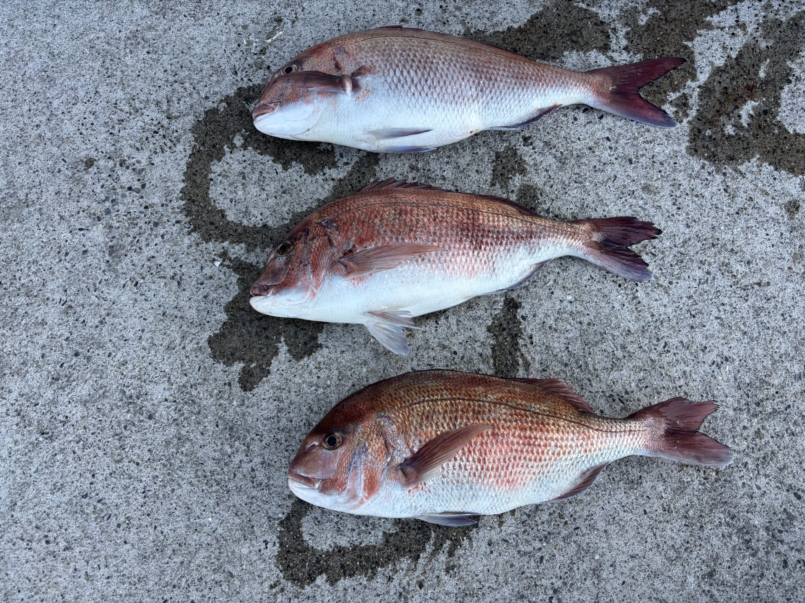 武田様　マダイ50～６７センチ！