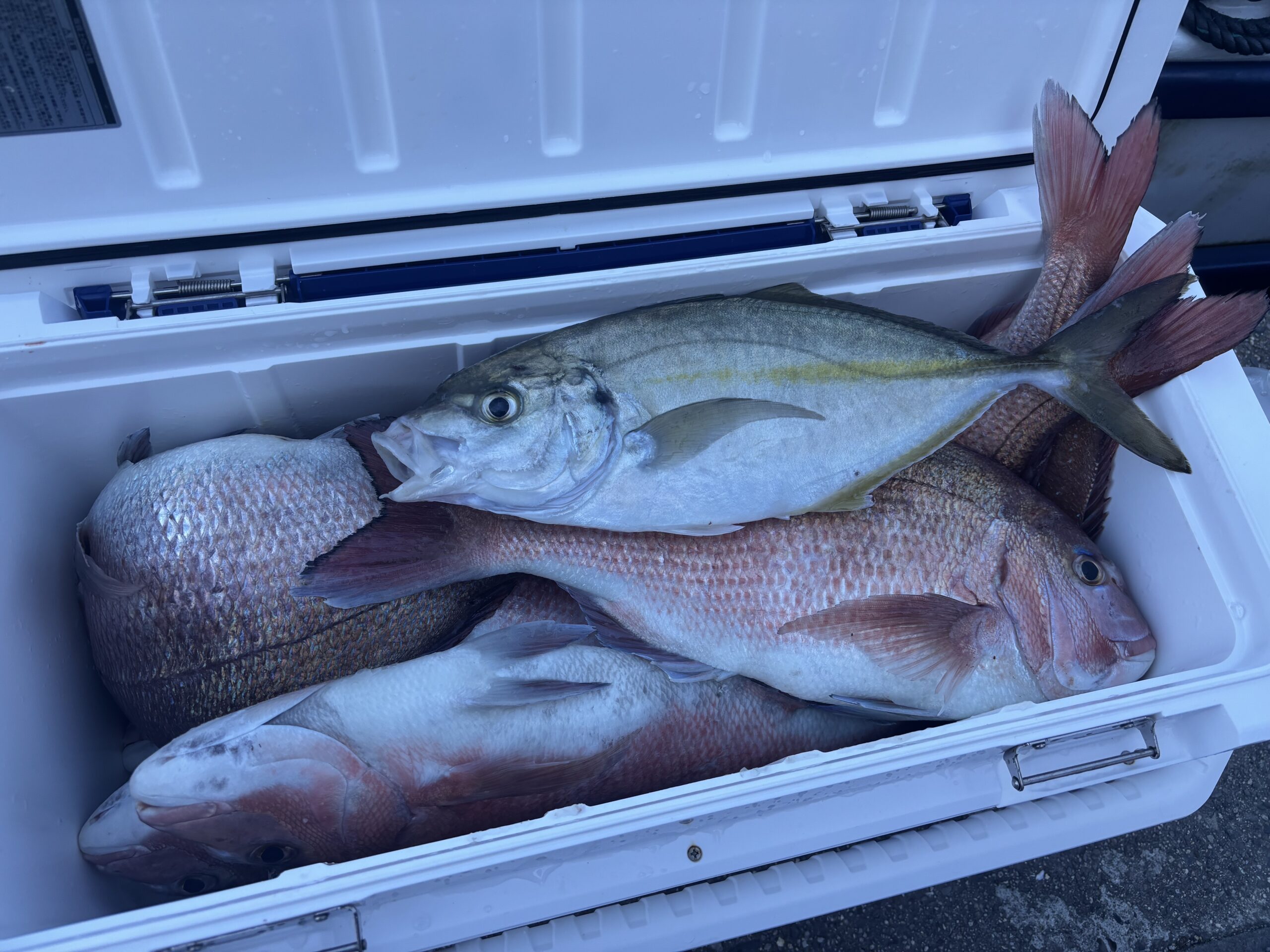 引木様 シマアジ マダイ爆釣!