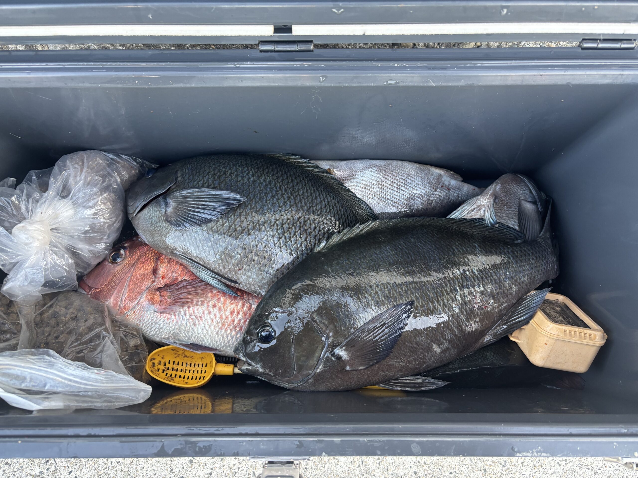 松本様　グレ　40～49センチ４尾マダイ