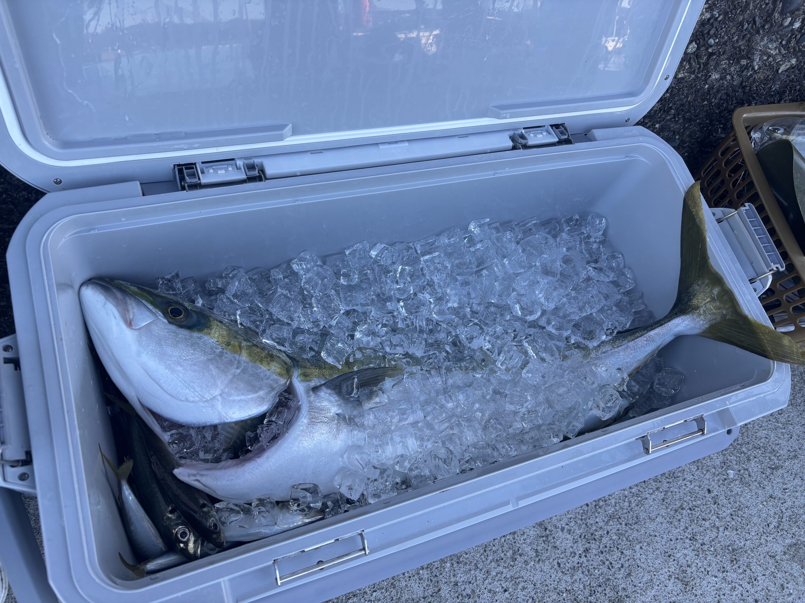 青物はそこそこです！