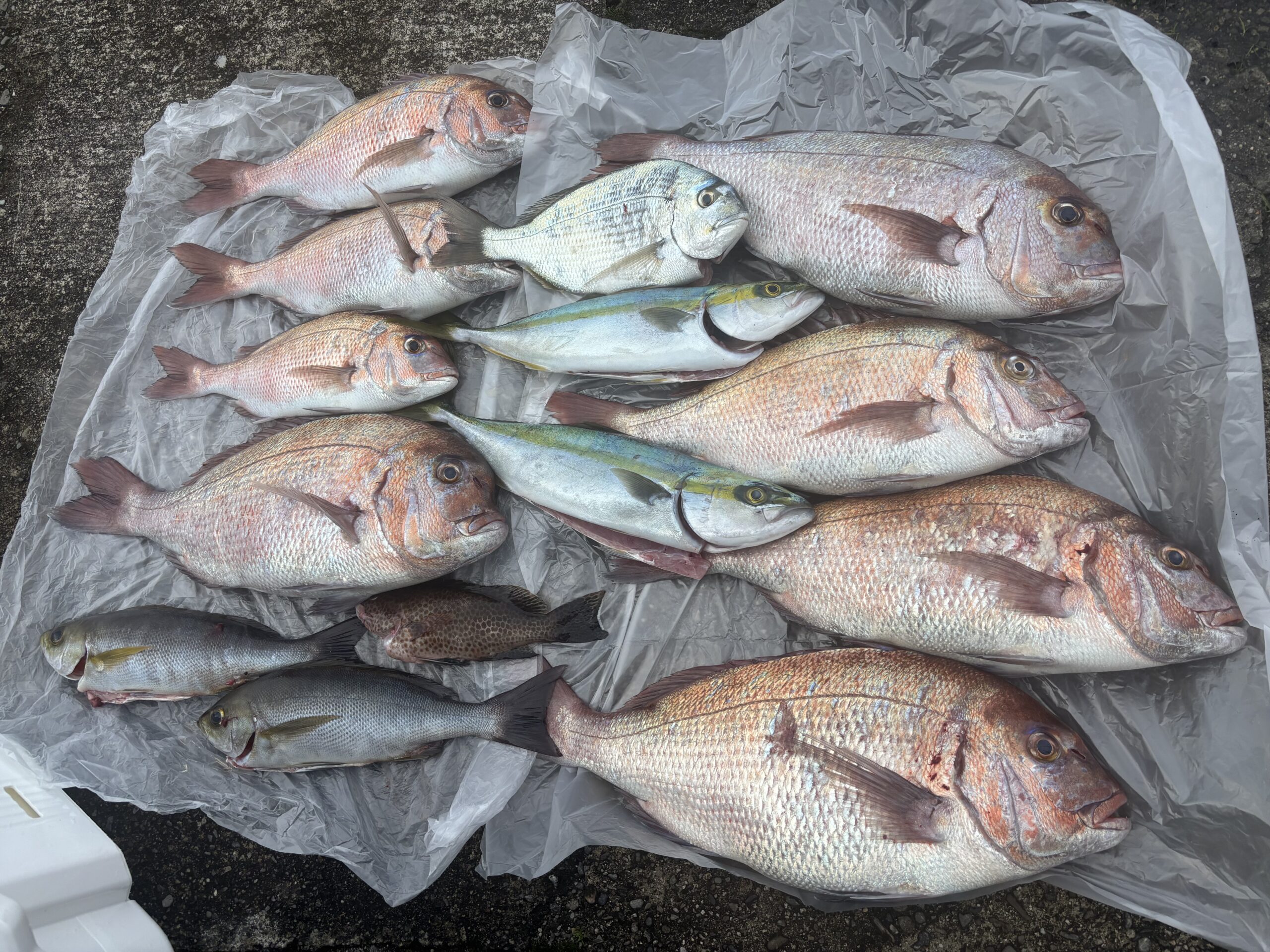 マダイ釣れてます！