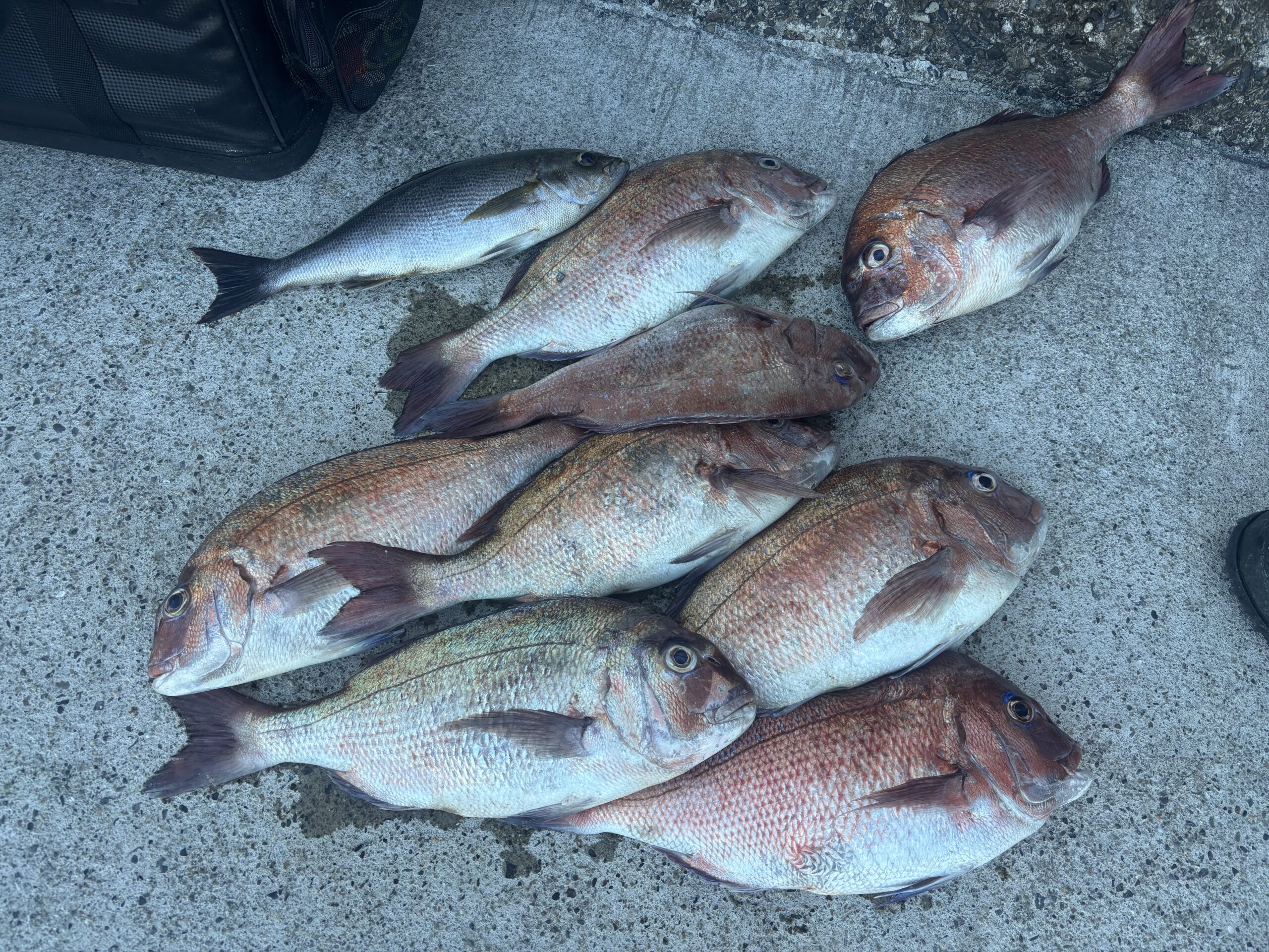 年末マダイ最終釣果！