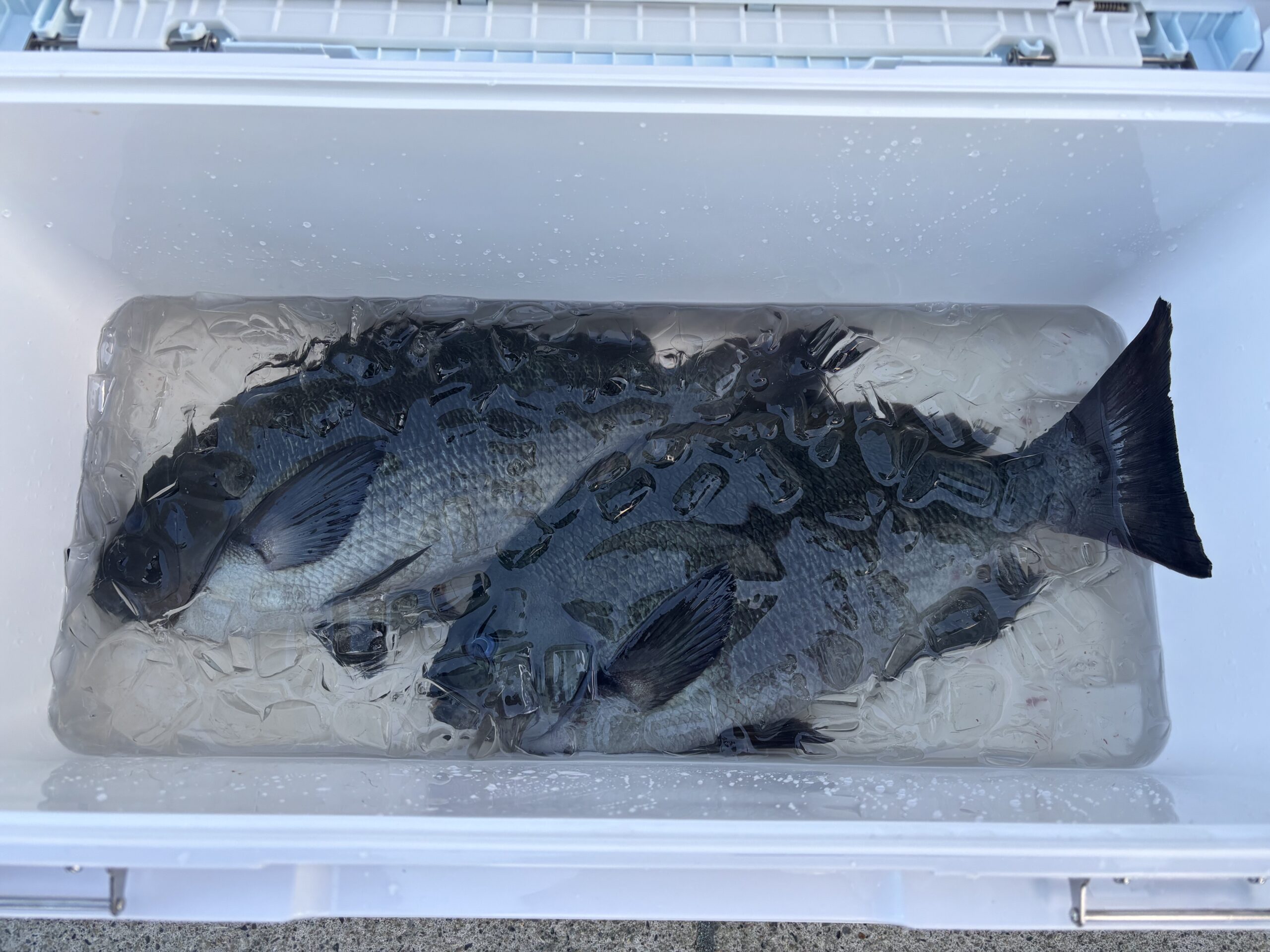 年明けパート②！