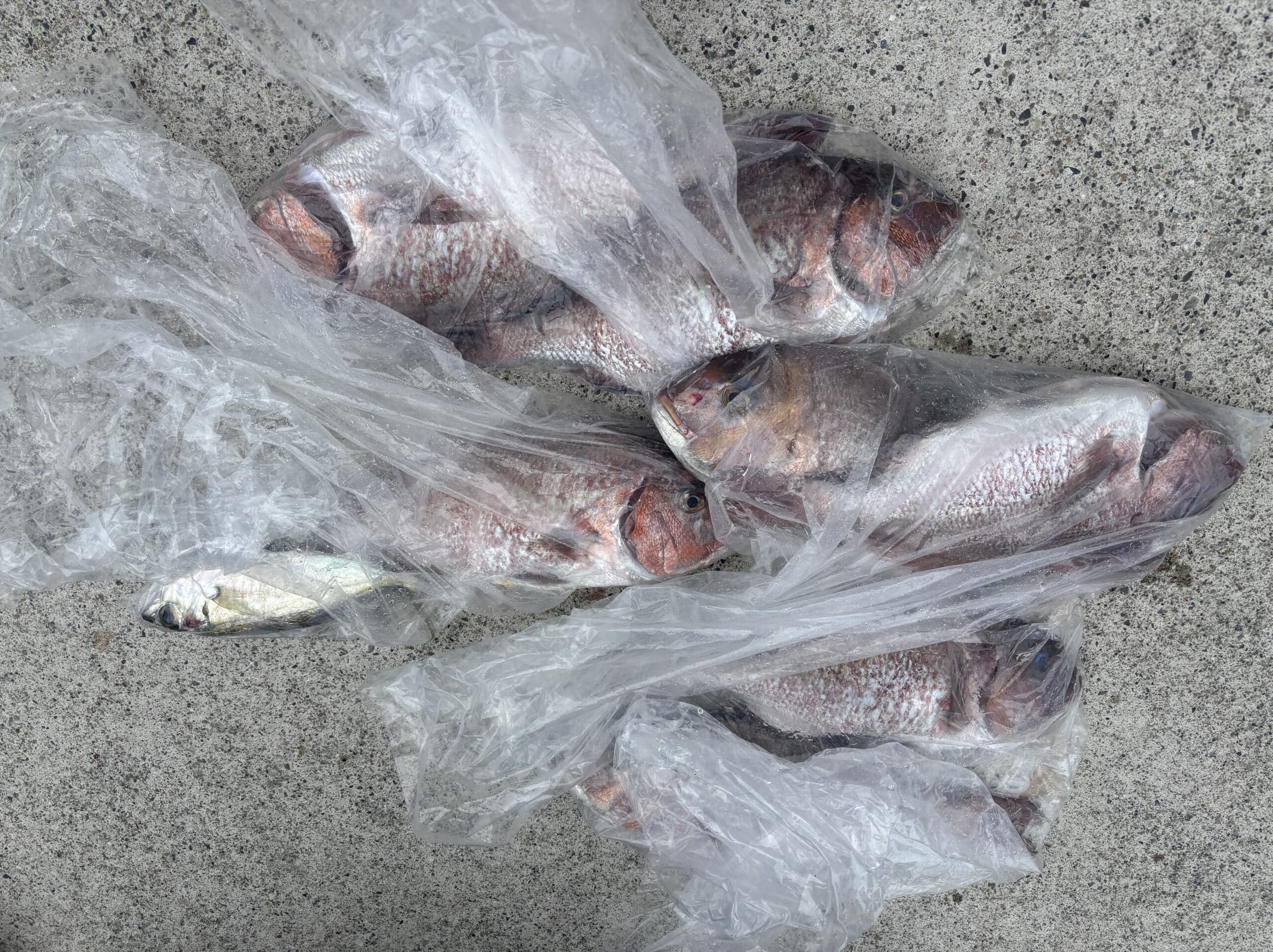 村林様　マダイ爆釣！