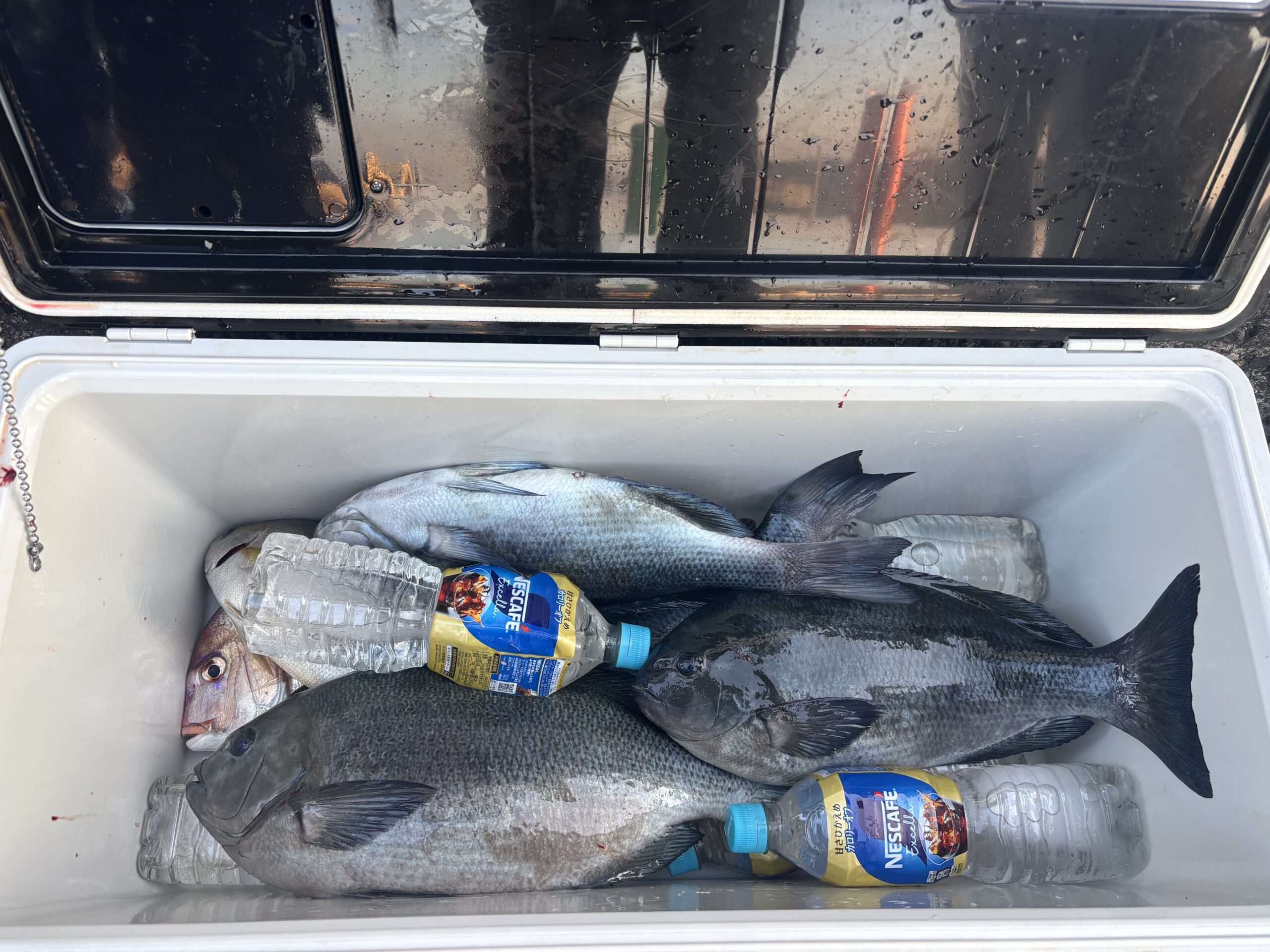 最新釣果です！グレ釣れ始めました！！