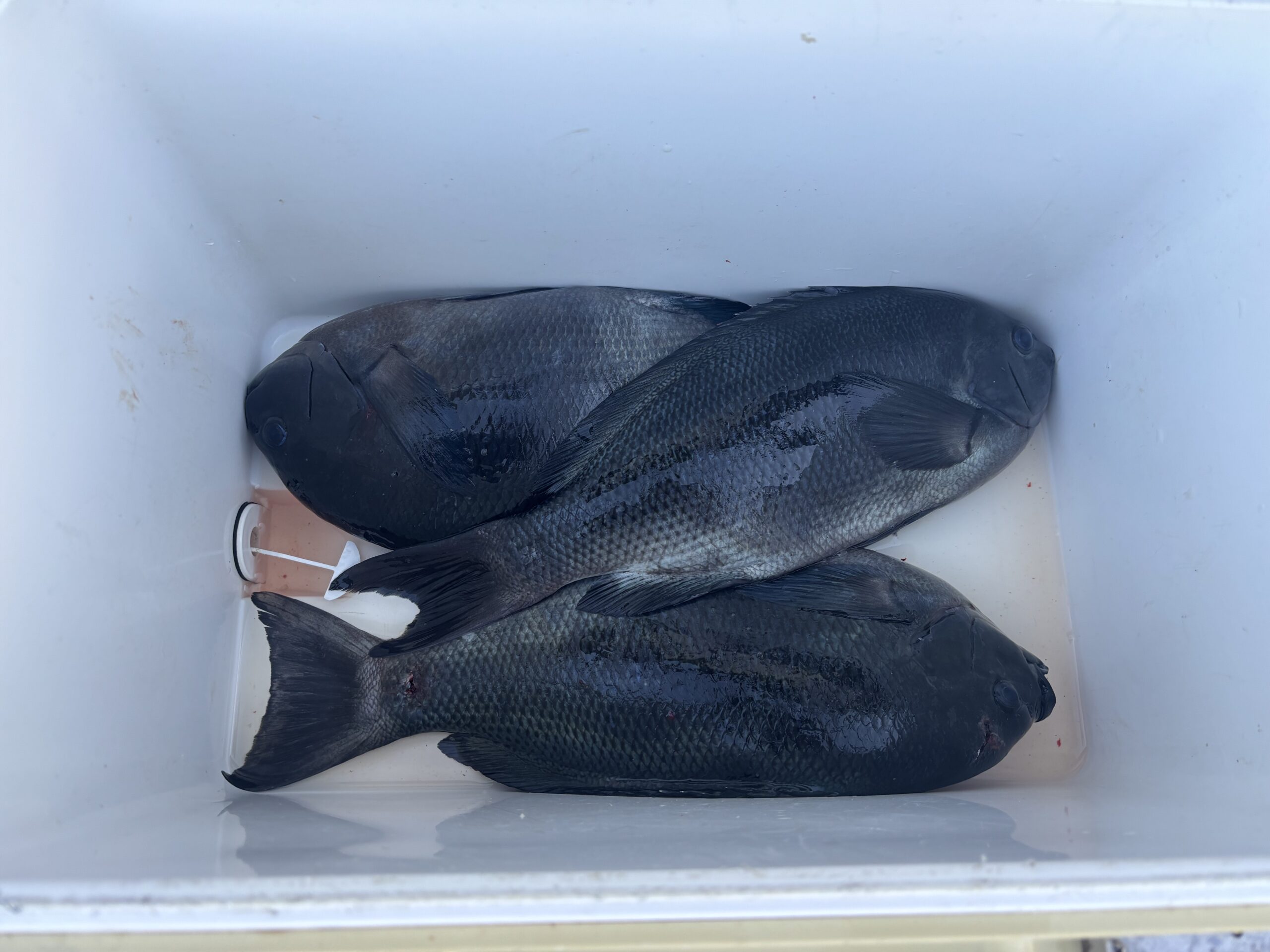 最新釣果です！グレもマダイもブリも！