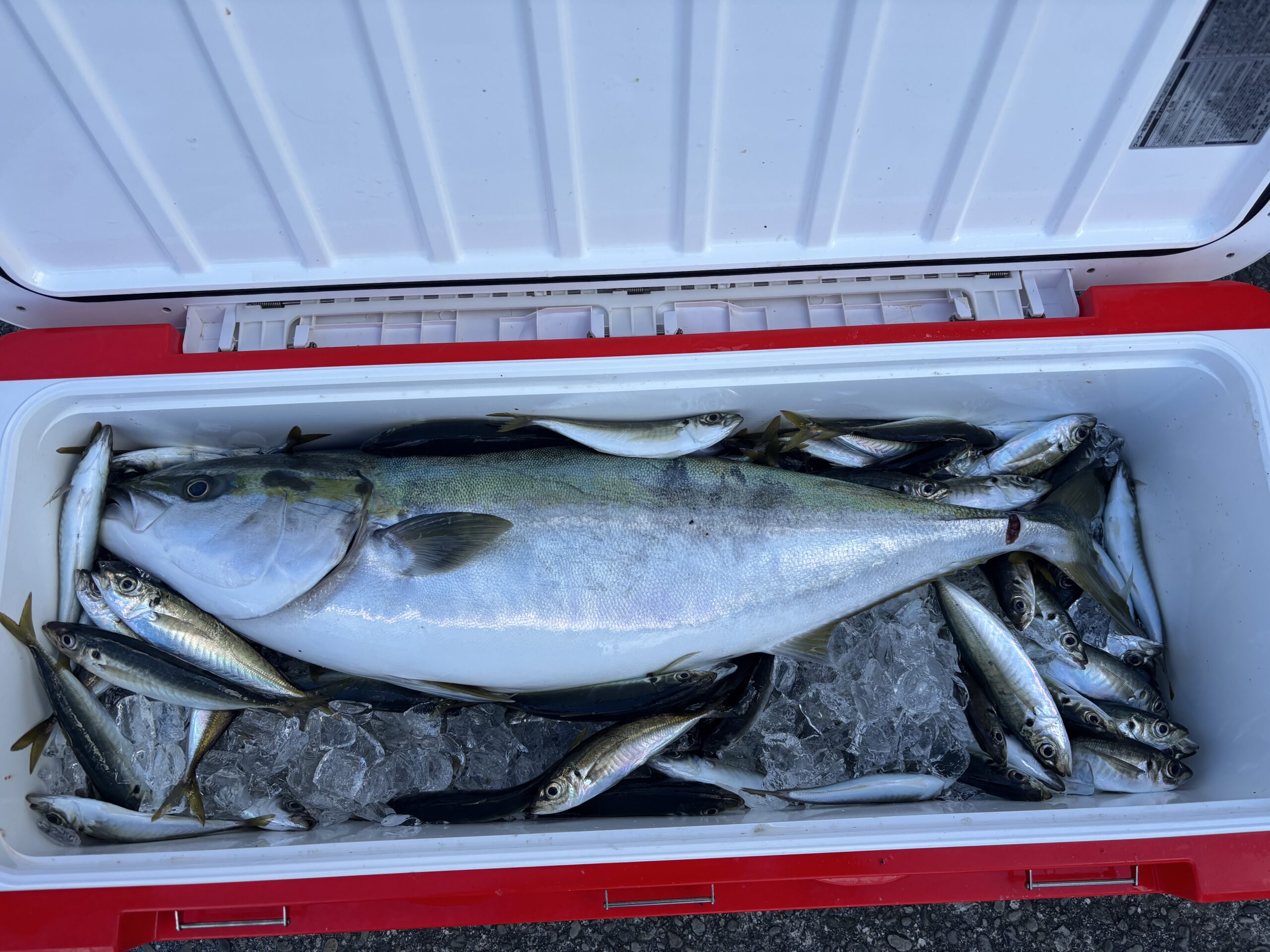 最新釣果です！ブリとグレ！