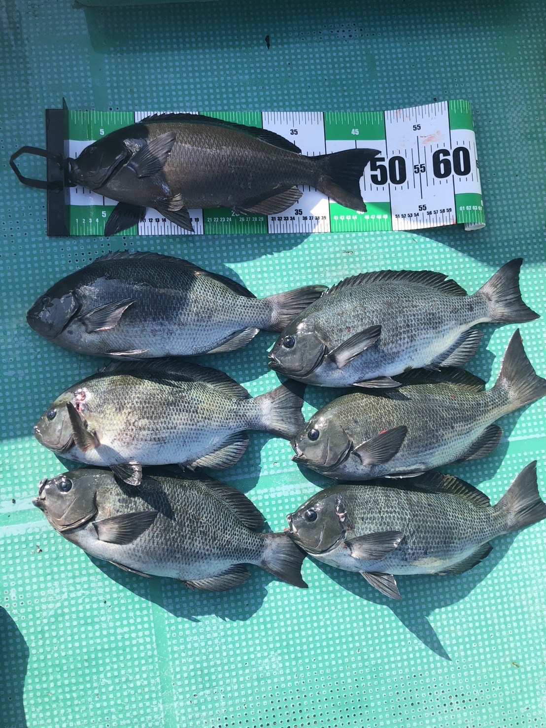 中瀬様　グレ40～49センチ７尾