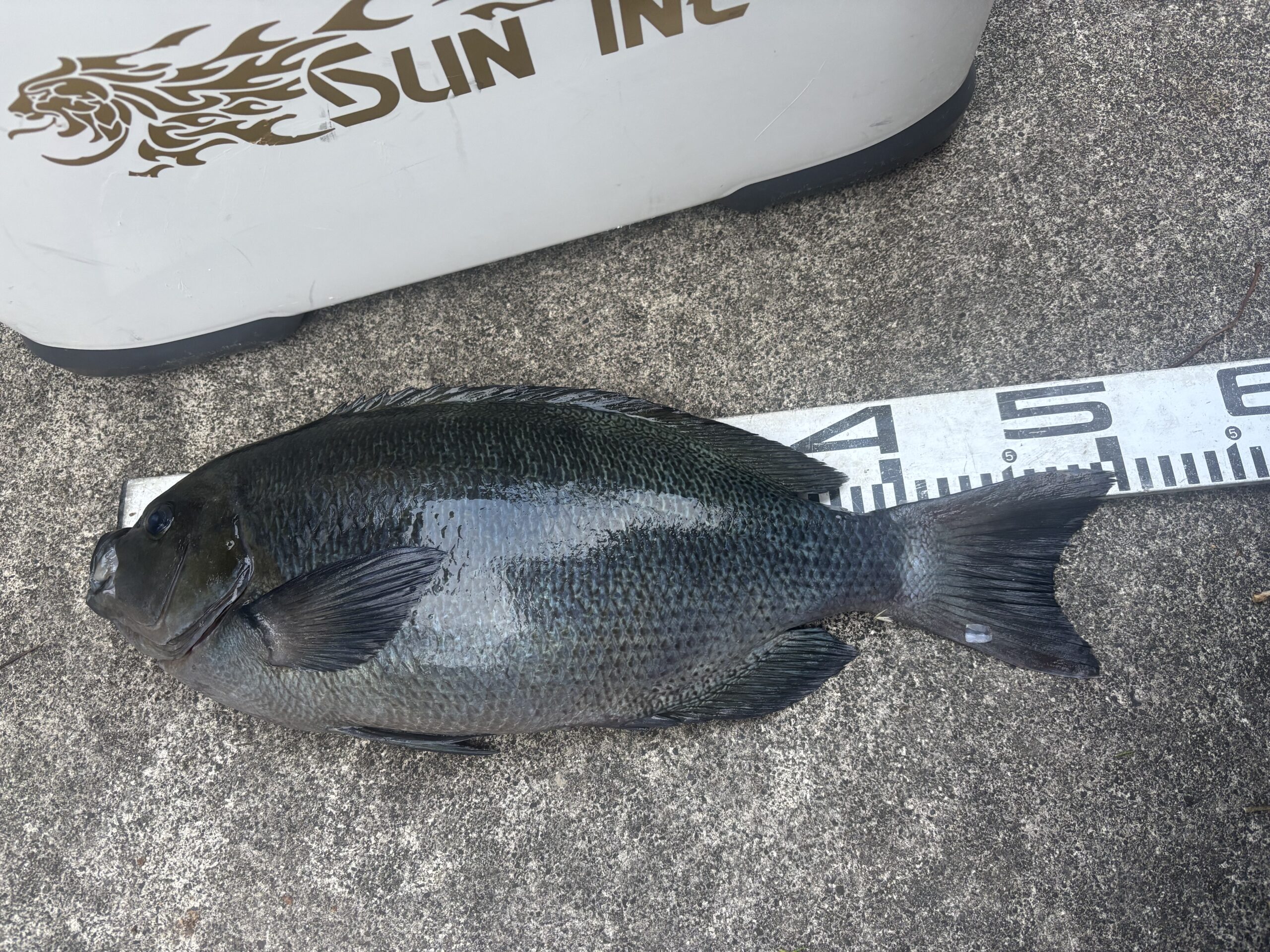 『グレチャンピオンシップ』入賞！