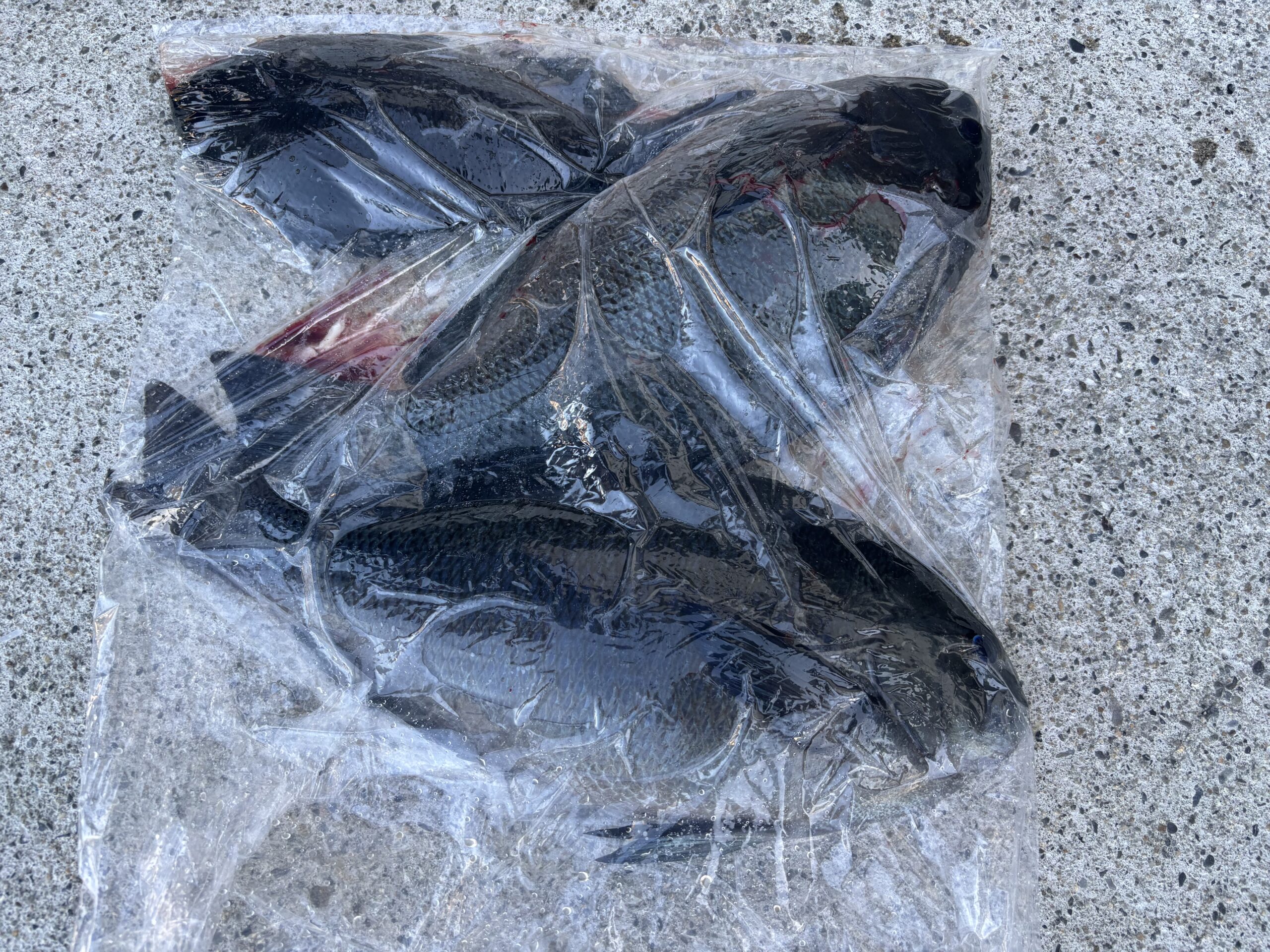 最新釣果です！