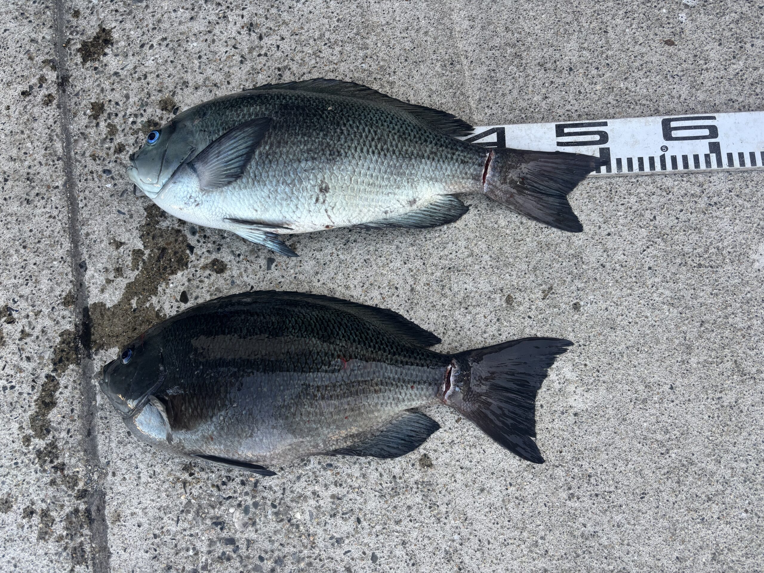 【グレCS入賞】上田様　グレ50.0センチ